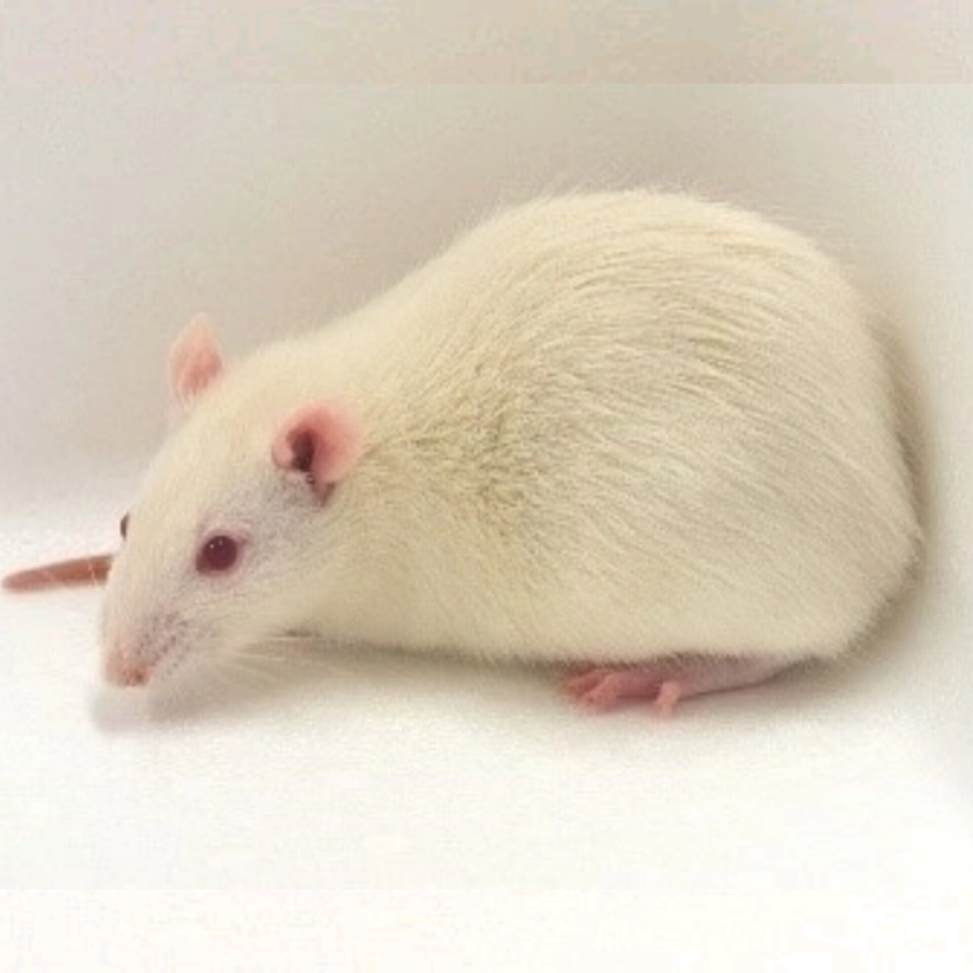 Нейропротекция. Главная