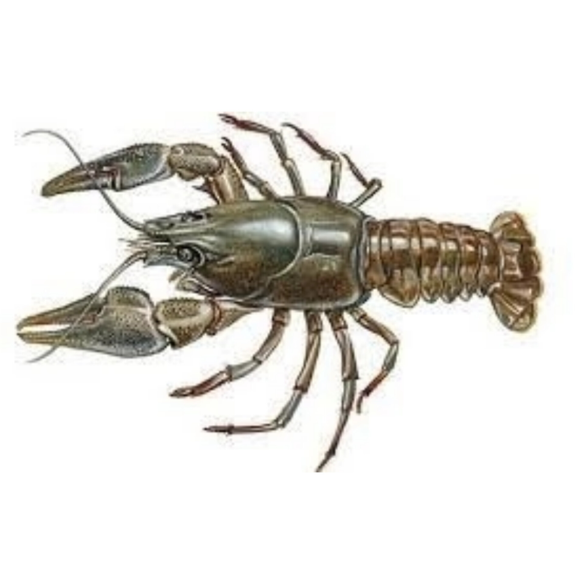 Нейропротекция. Главная