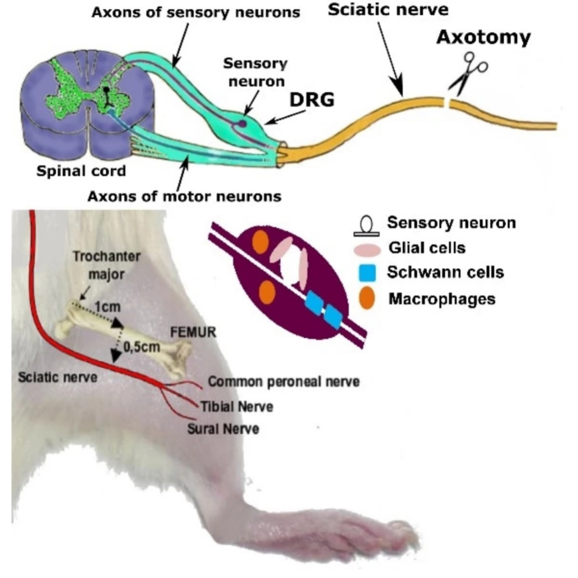 Нейропротекция. Главная