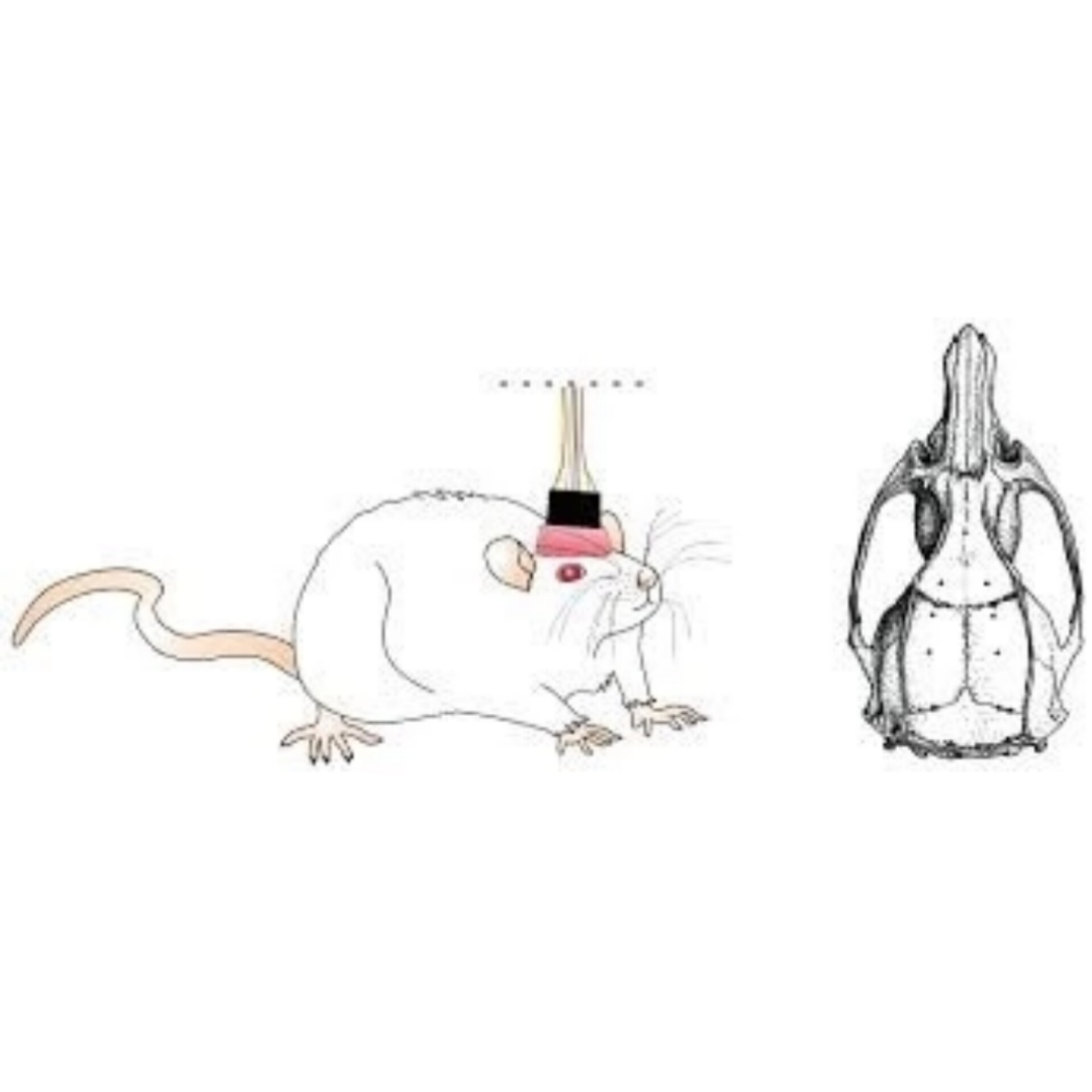 Нейропротекция. Главная