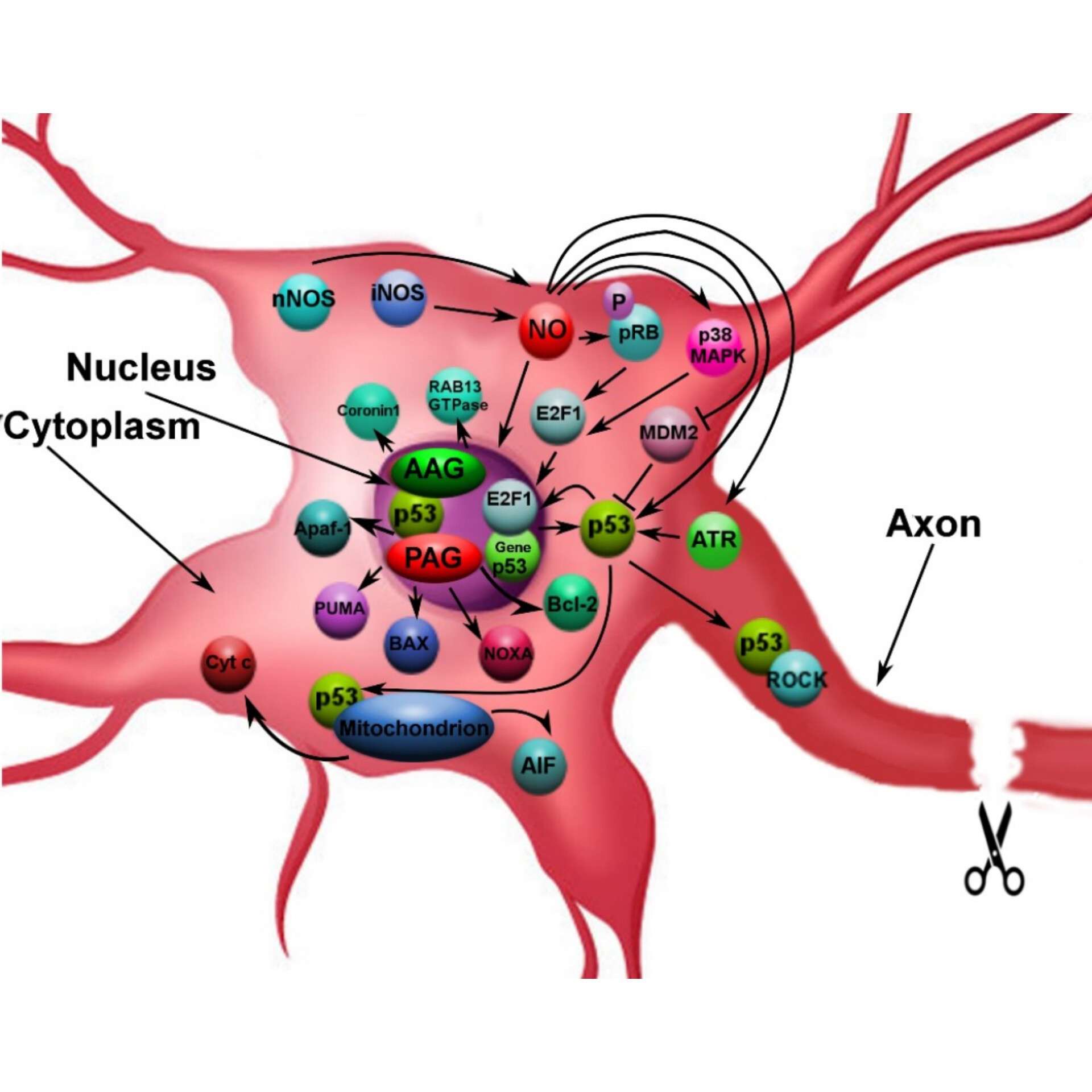 Нейропротекция. Главная