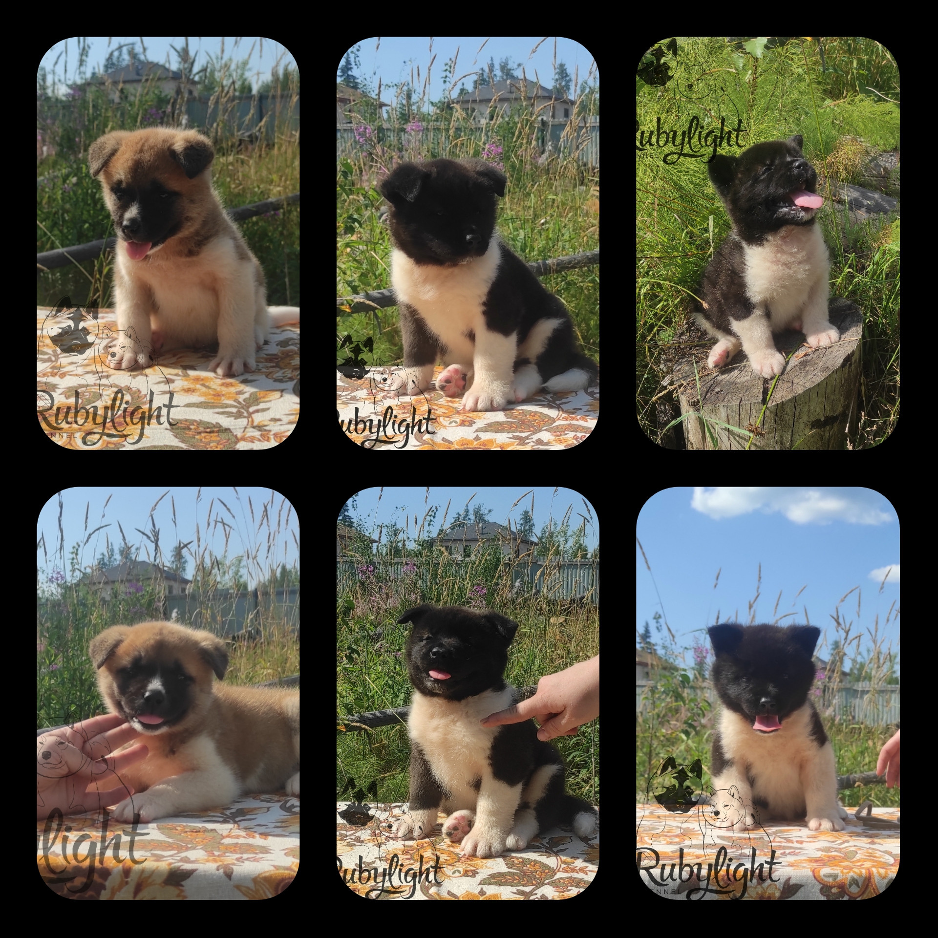 AMERICAN AKITA RUBYLIGHT KENNEL I SHIBA-INU