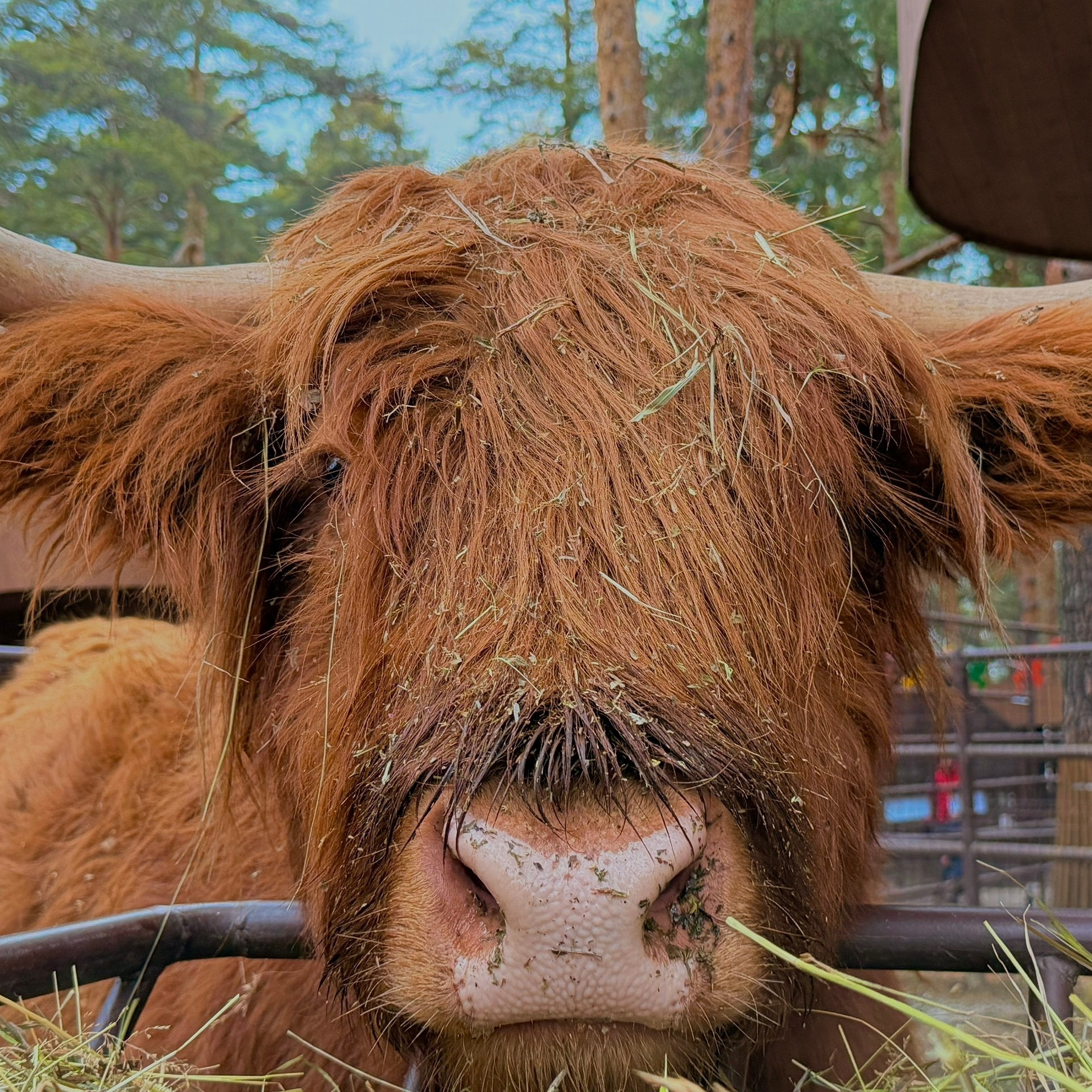 Шотландская корова хайленд Гаврюша с рыжей шерстью в зоопарке