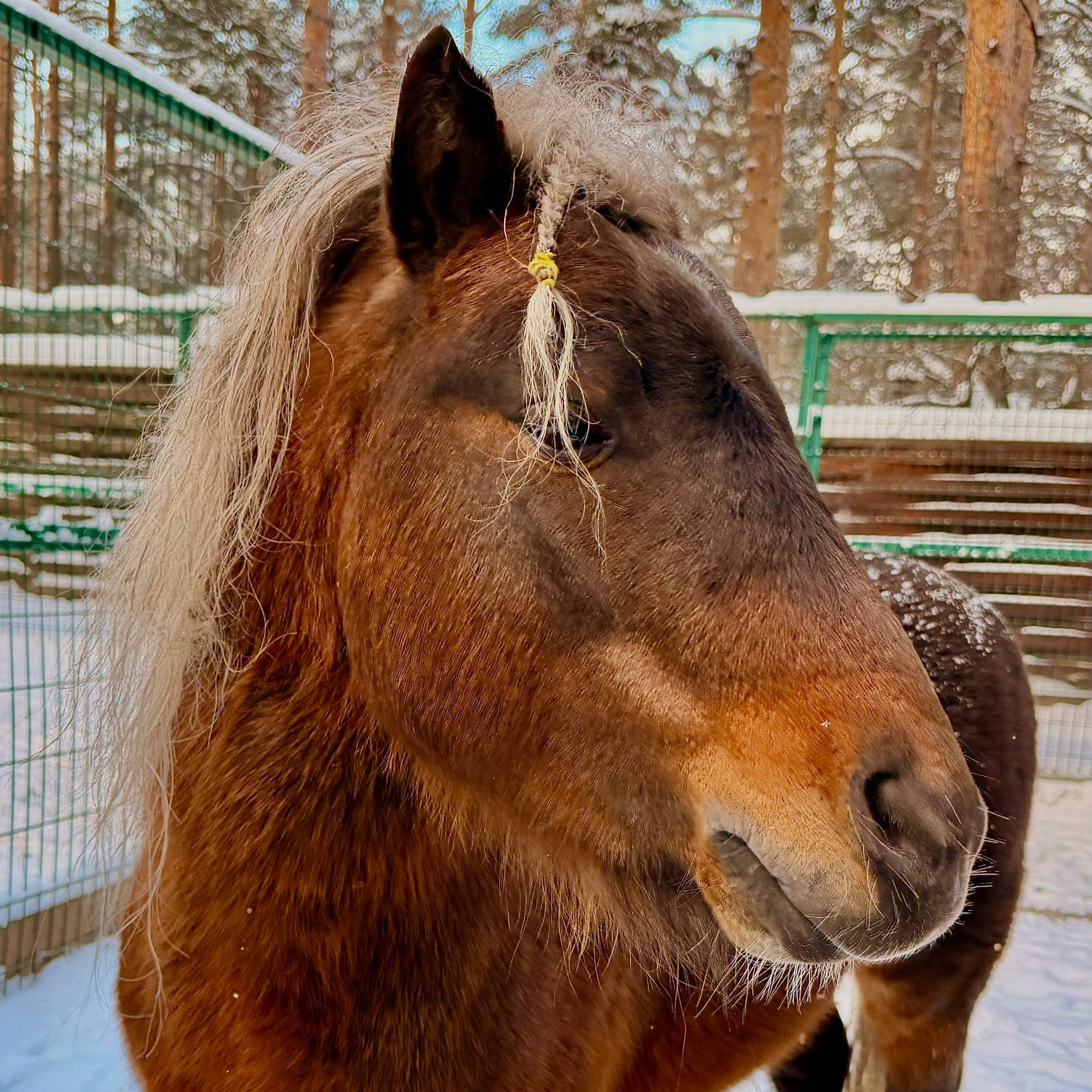 Пони Бренд просит морковку в вольере зоопарка Лесная Братва