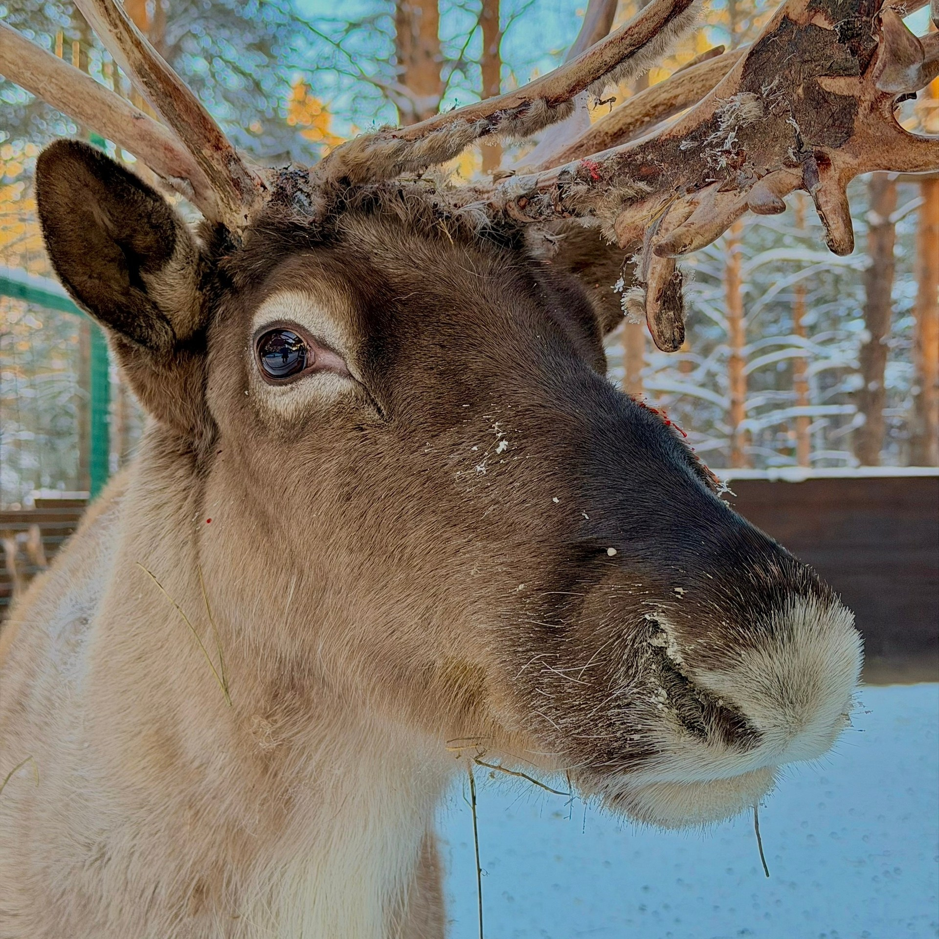 Более 50 видов животных и млекопитающих в зоопарке «Лесная Братва». Капибара, тапир, альпака, мохнатая корова, верблюд. Зоопарк уникальных животных Лесная братва