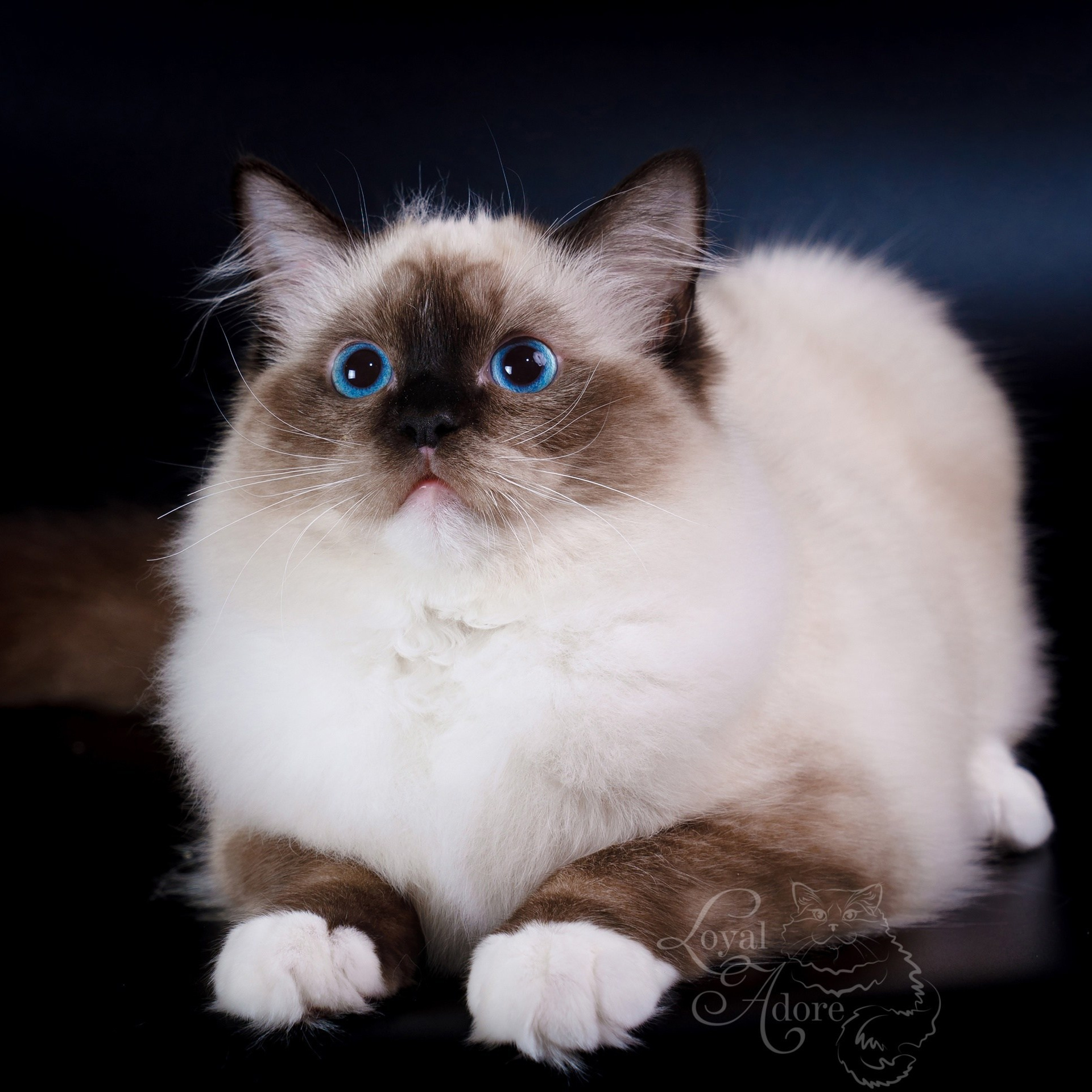 Котята рэгдолл от Loyal Adore. Питомник рэгдолл Loyal Adore