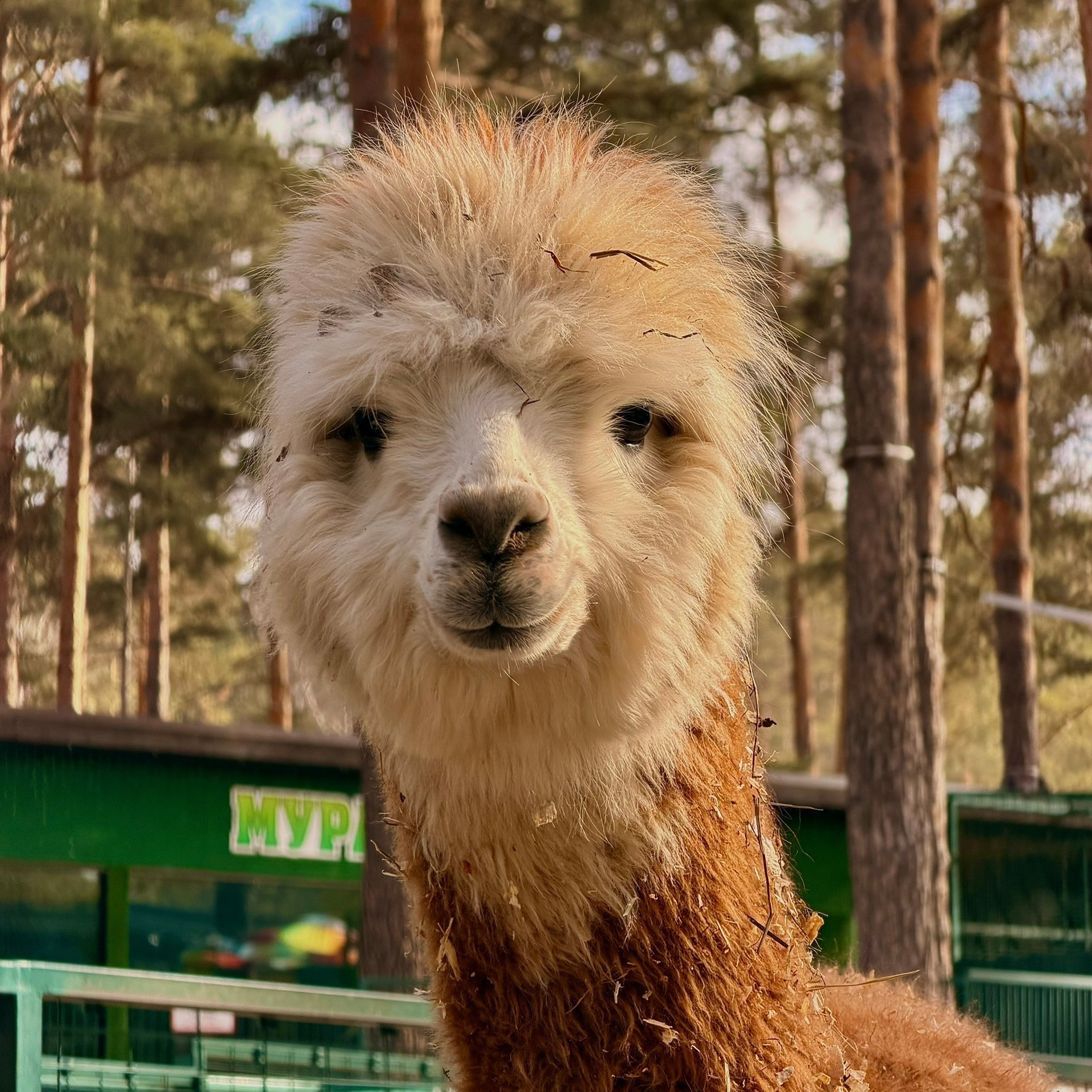 Более 50 видов животных и млекопитающих в зоопарке «Лесная Братва». Капибара, тапир, альпака, мохнатая корова, верблюд. Зоопарк уникальных животных Лесная братва