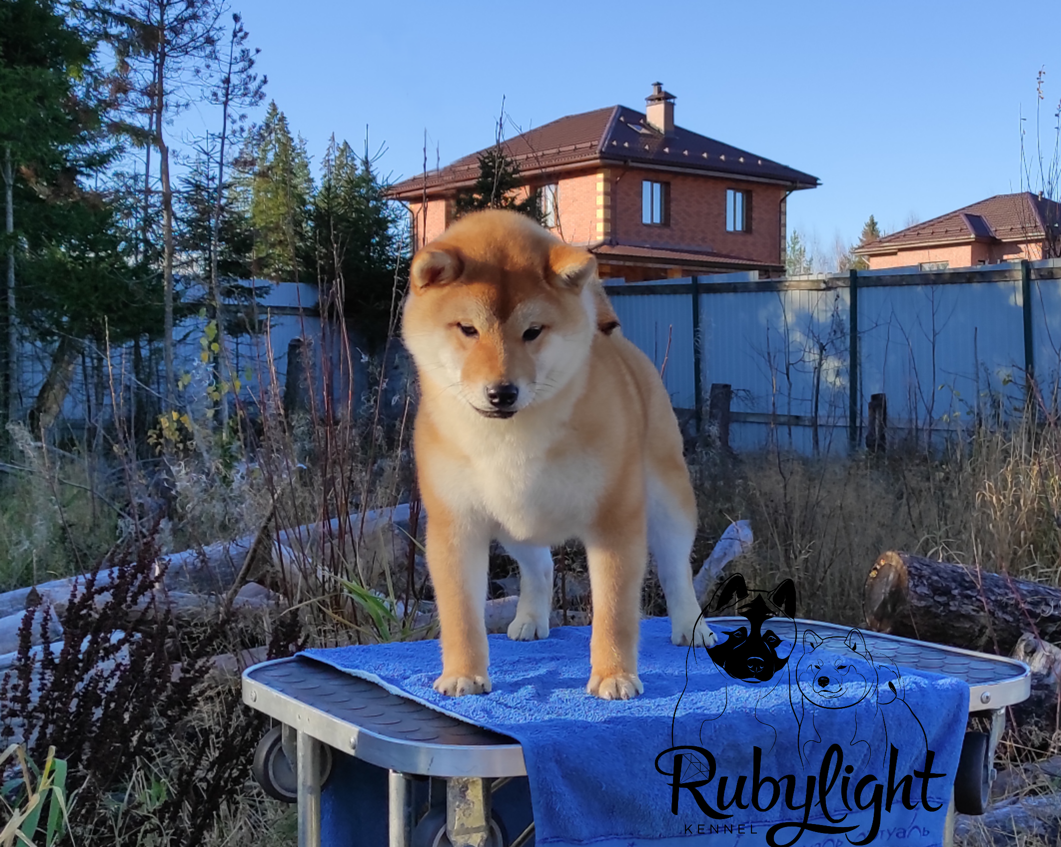 сиба щенок купить питомник RUBYLIGHT