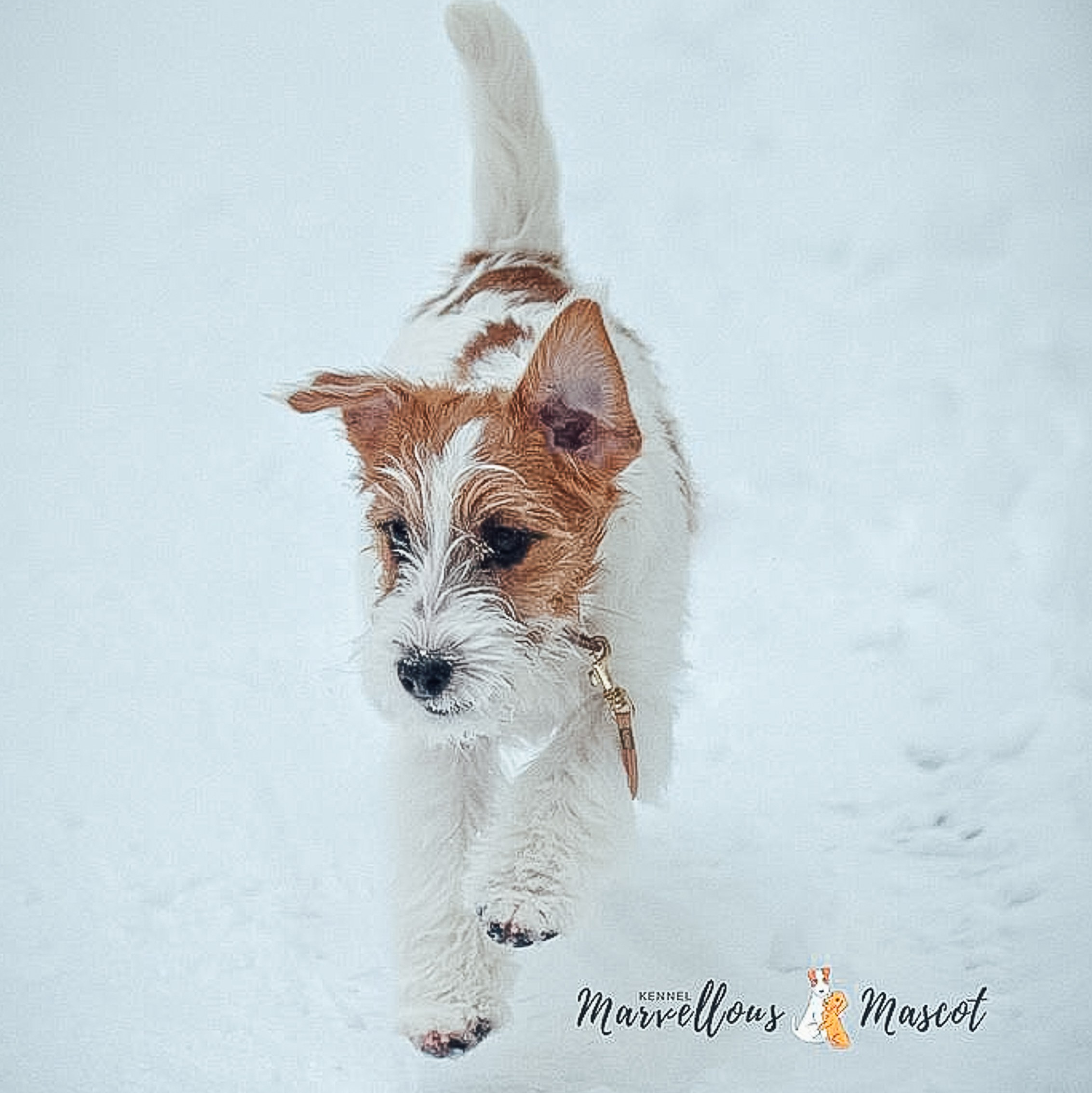 ЩЕНКИ ИЗ ДРУЖЕСТВЕННЫХ ПИТОМНИКОВ. CANE MAESTRO — kennel Jack Russell Terrier