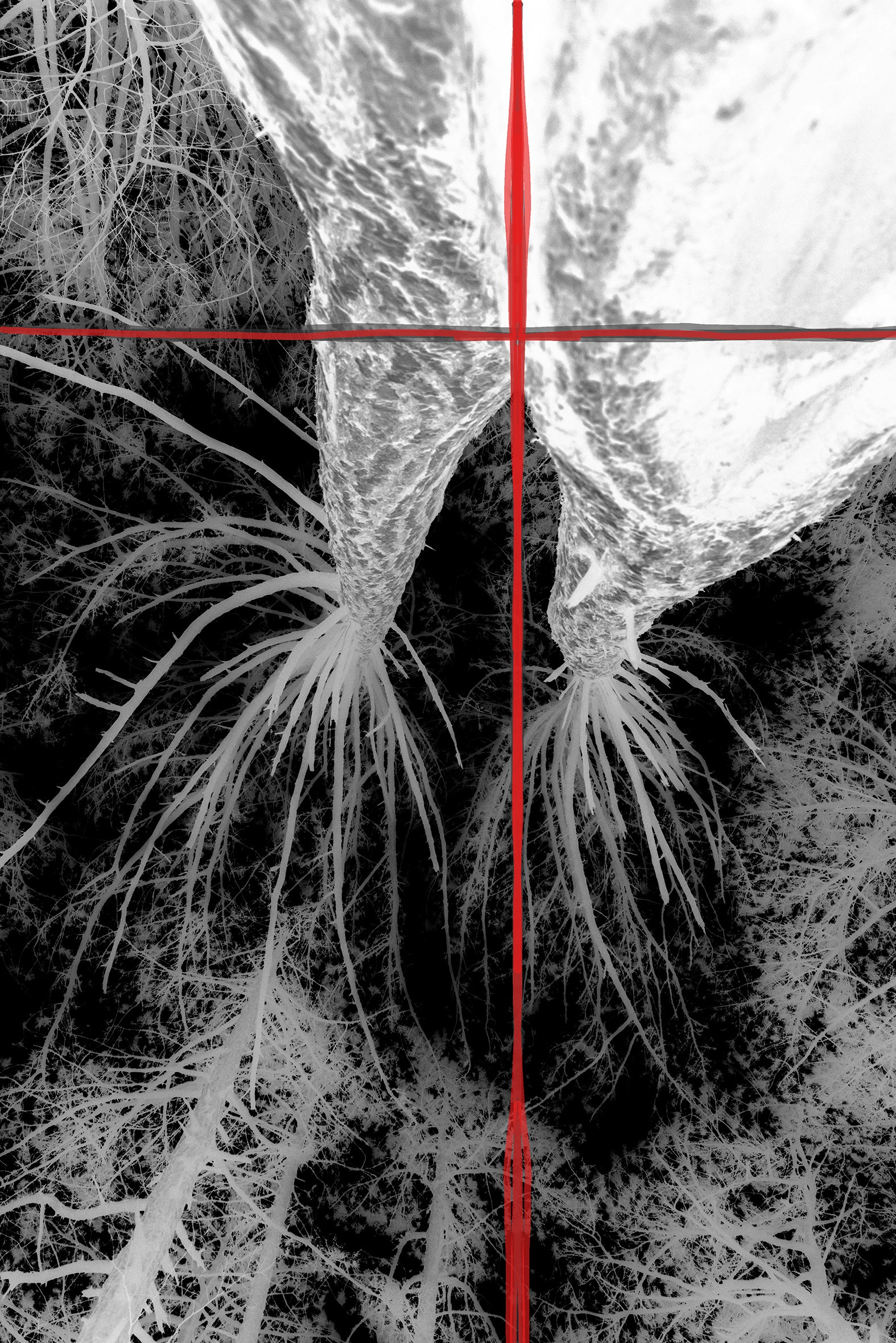 Power lines. Visual artist, photographer Liana Darenskaya, Moscow