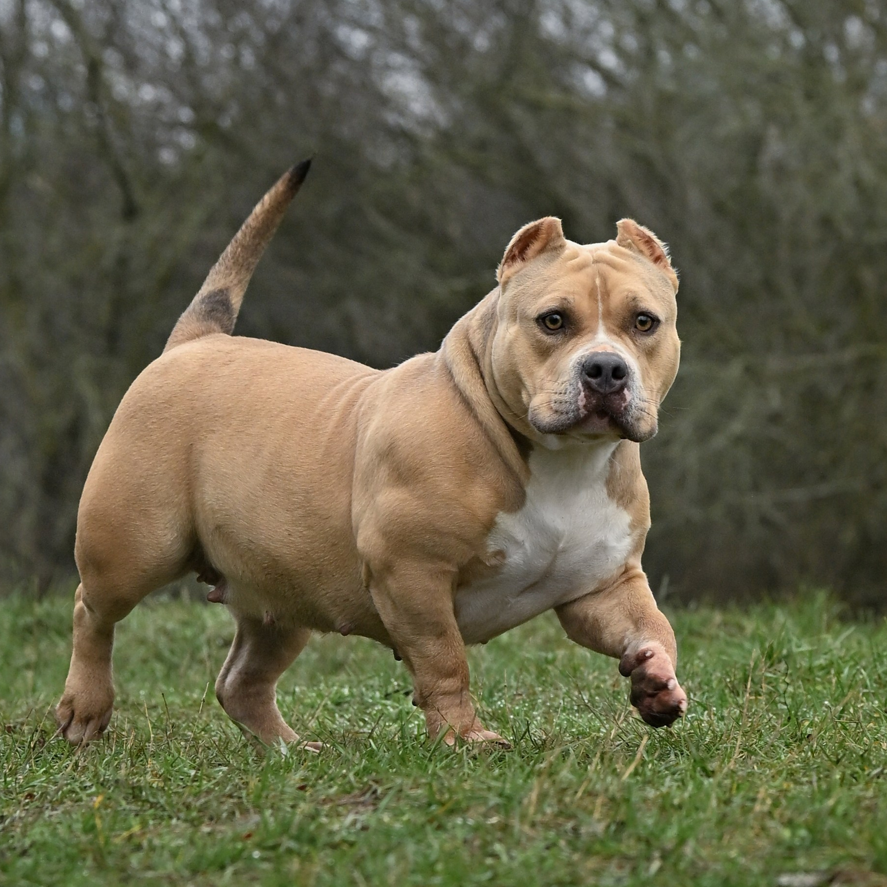 Палевая сука американского булли стандарт BULLY LOVERS TERRY в Уфе питомник TPOS