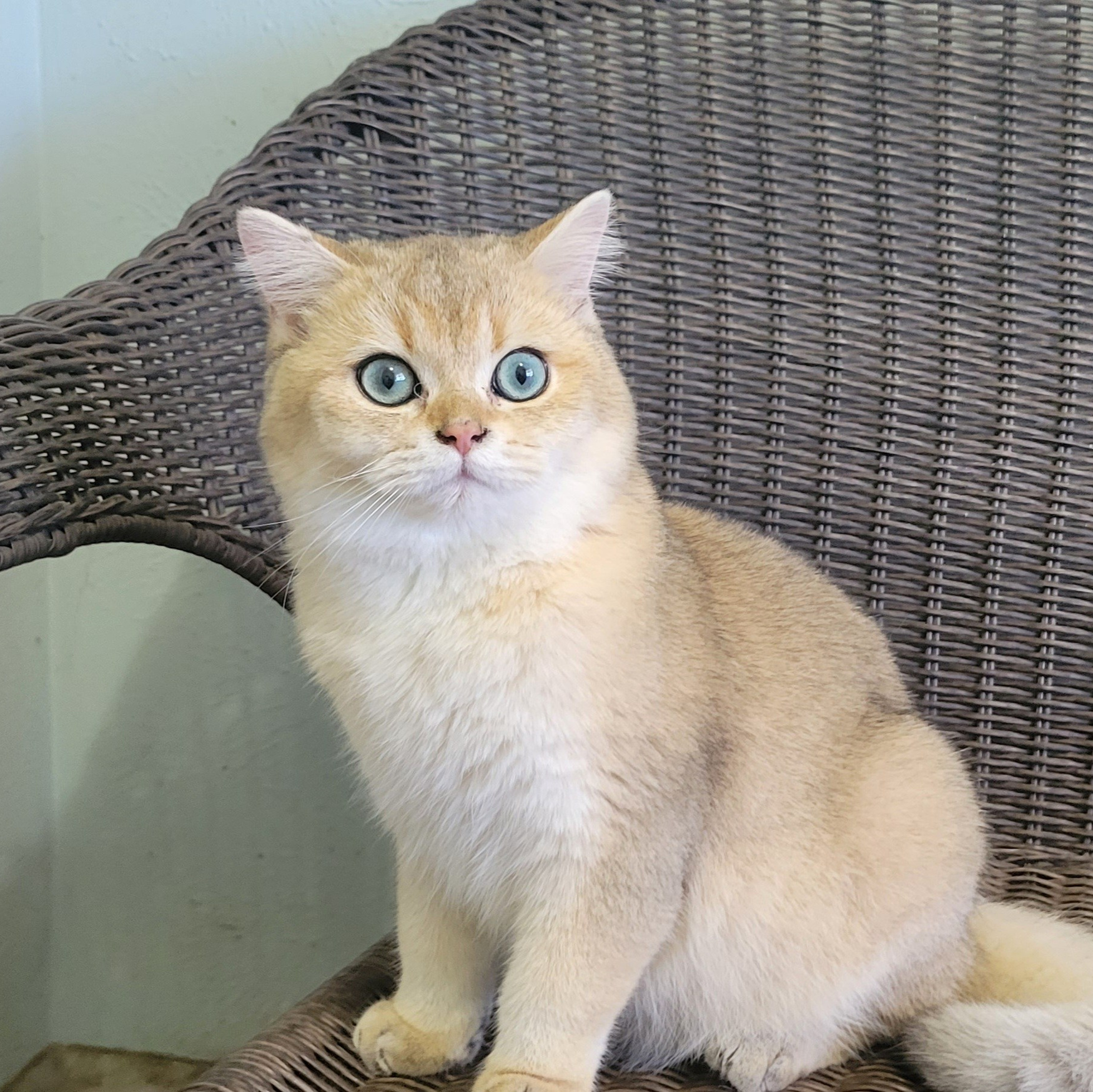British Chinchilla cat