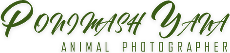 yanaponimashph.wfolio.pro