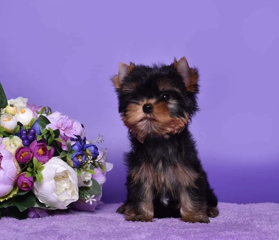 Кобель /Males. Питомник Йоркширских терьеров Дэнстайл в Санкт-Петербурге заводчик Тих