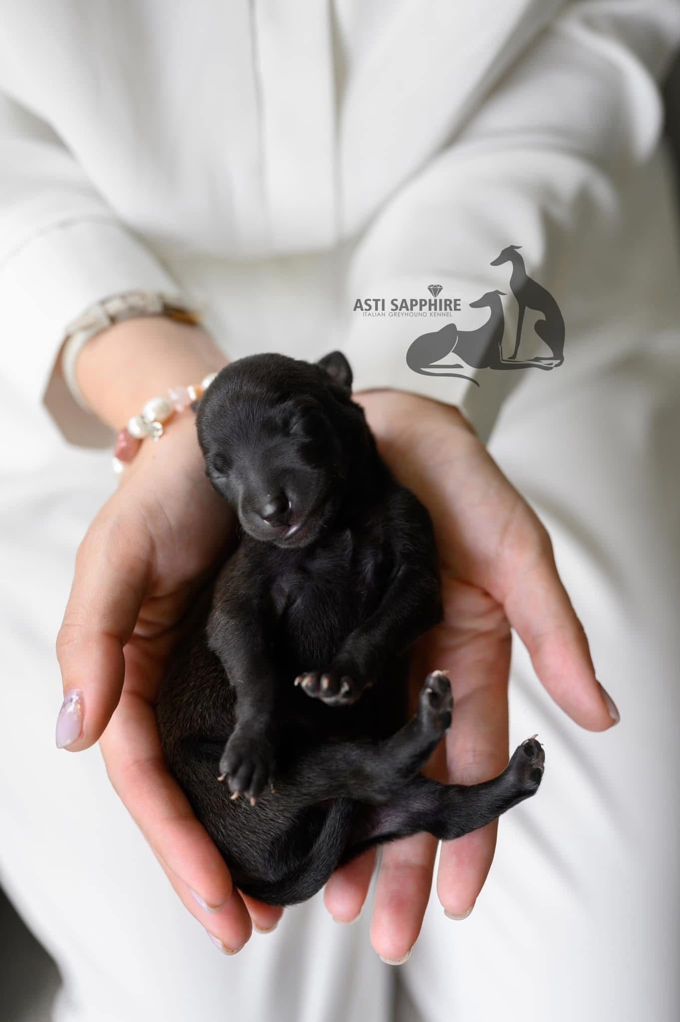 Питомник малой итальянской борзой (левретка) РКФ/FCI Asti Sapphire в Сочи. Профессиональный питомник левреток РКФ/FCI ASTI SAPPHIRE 💎 Сочи|Санкт-Петербург