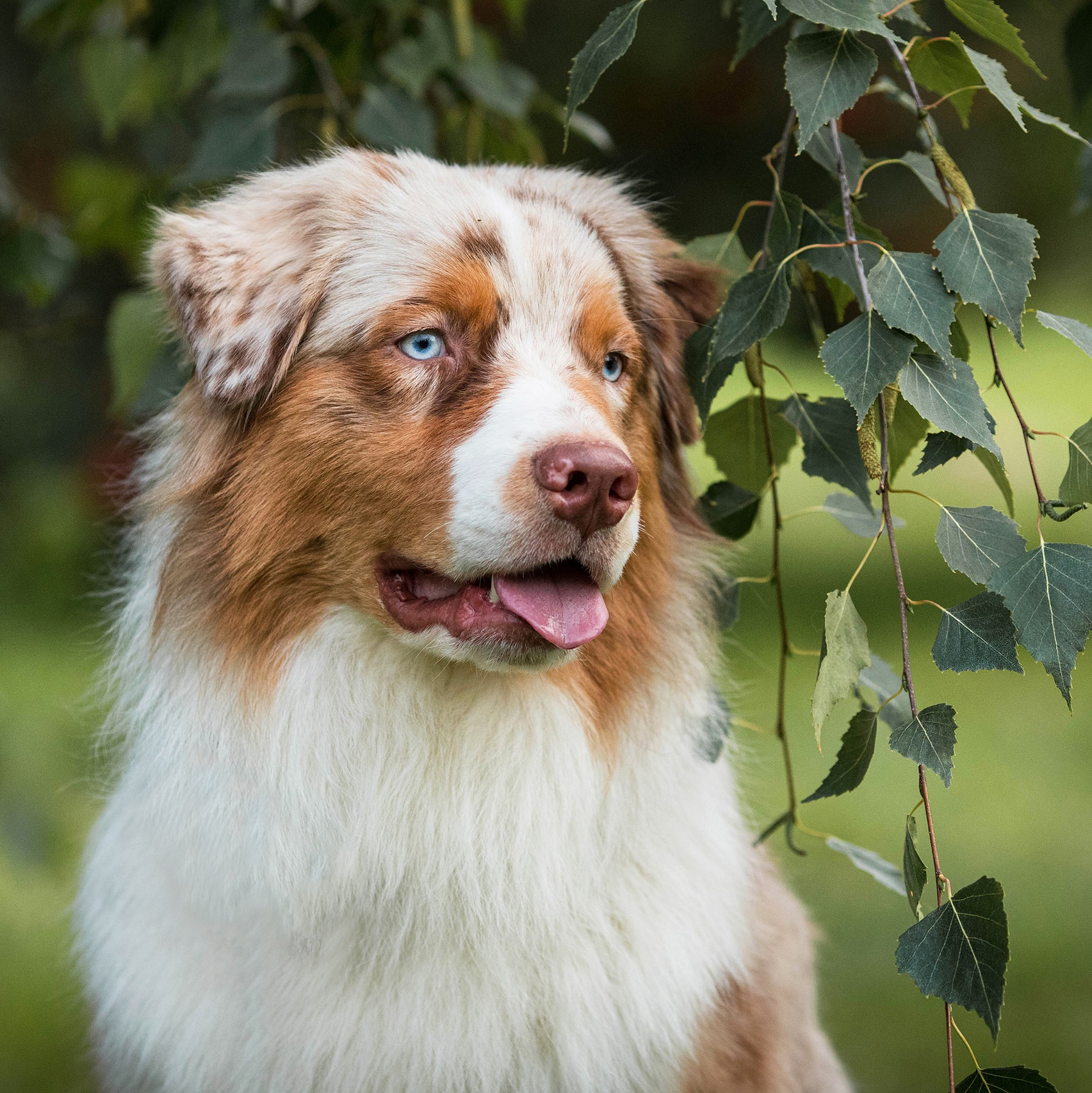 Услуги. Конный фотограф в Челябинске Стромова Ольга