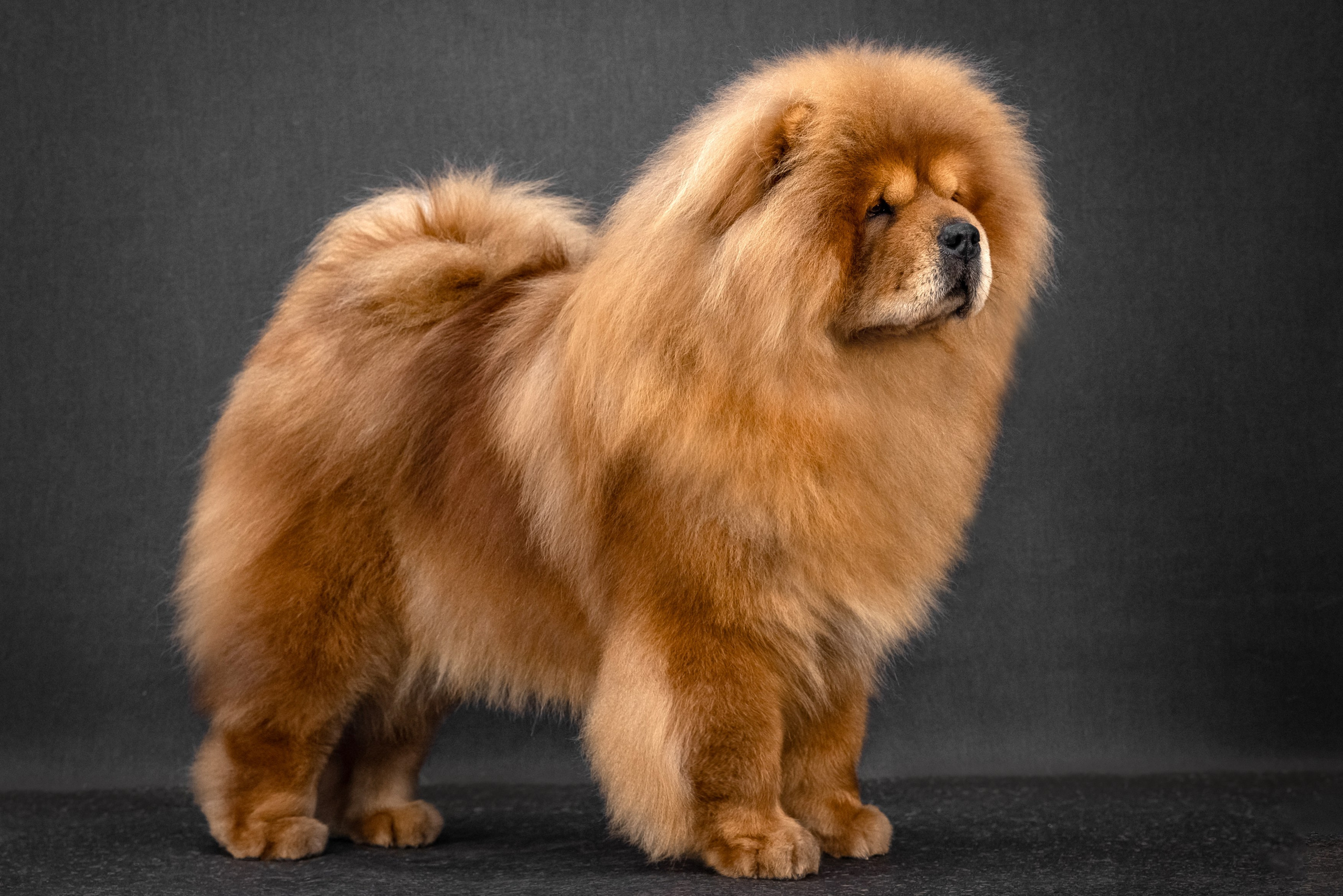 Услуги. Фотограф анималист Аня Ливанова | Рыбинск