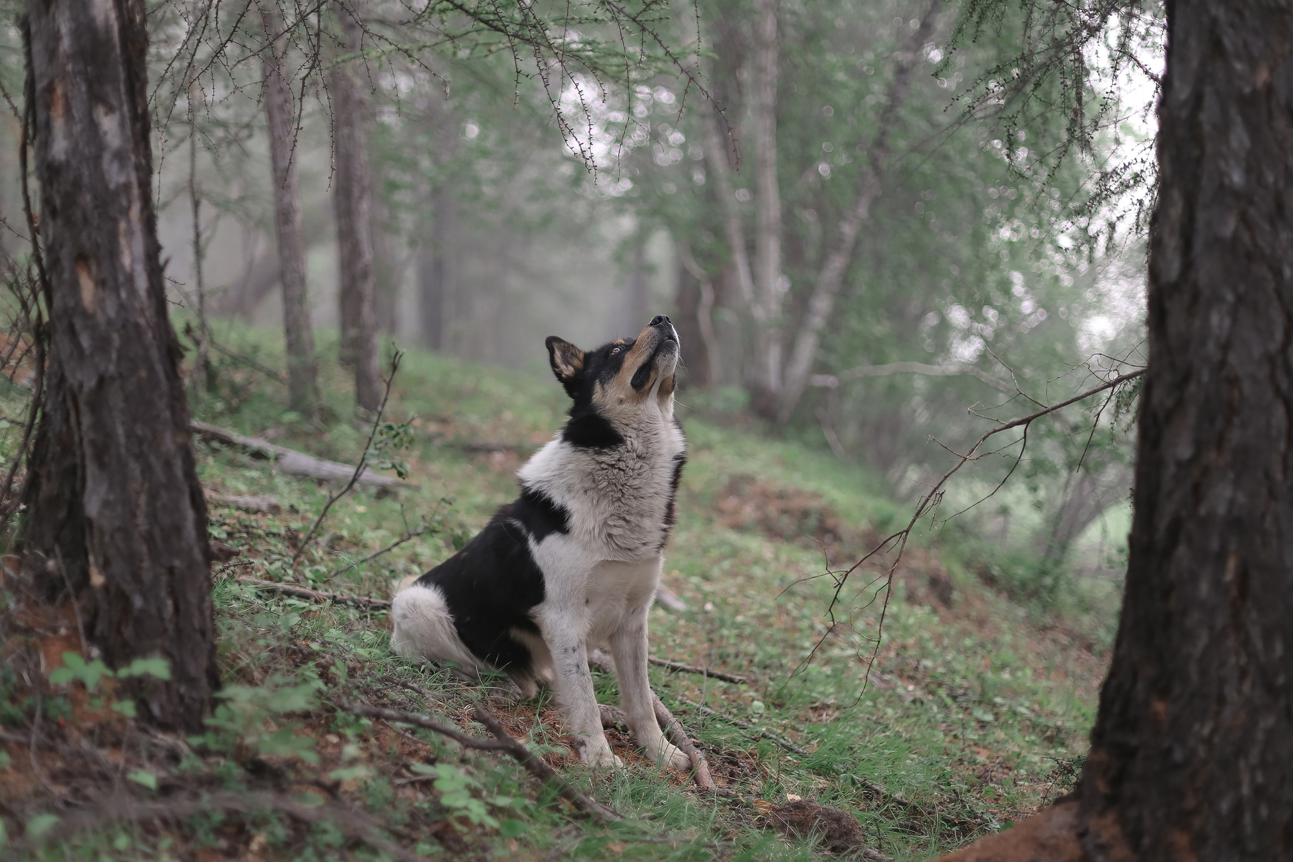 When the Birch Leaves Shine. Slava Lyu-fa