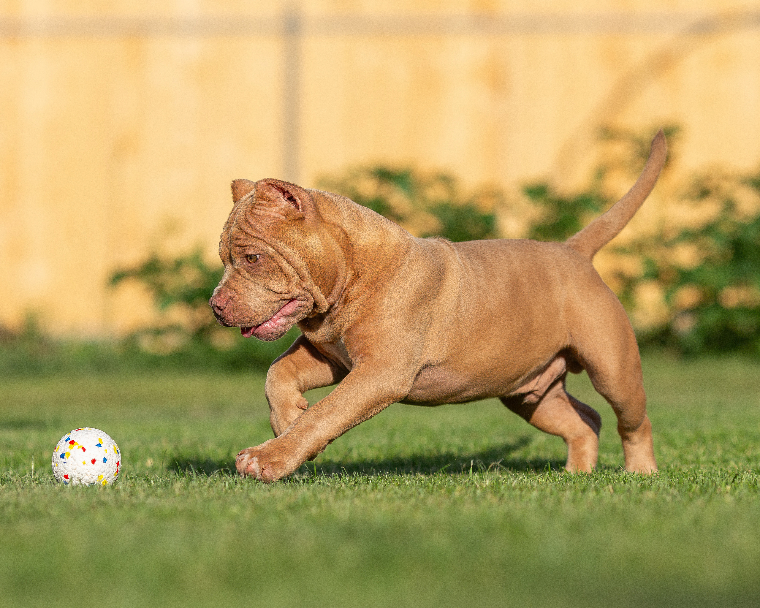 Прайс. Фотограф Анималист в Перми Анастасия Остерман