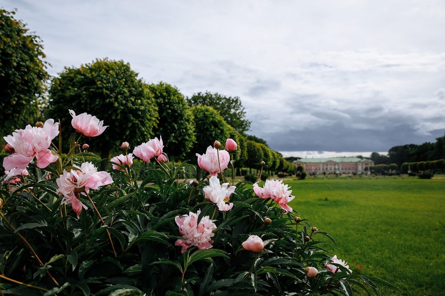07 июля 2017. Александр и Александра. Анонс свадьбы. Фотограф Игорь Цаплин