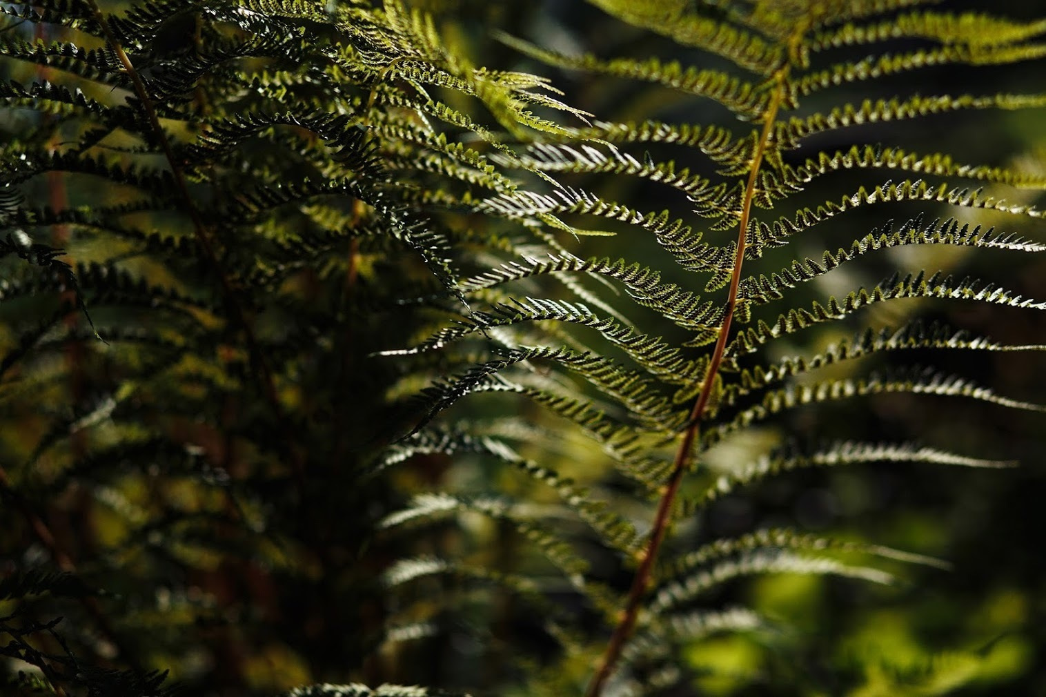 Даша и Дима. 12 августа 2017. Анонс свадьбы. Фотограф Игорь Цаплин