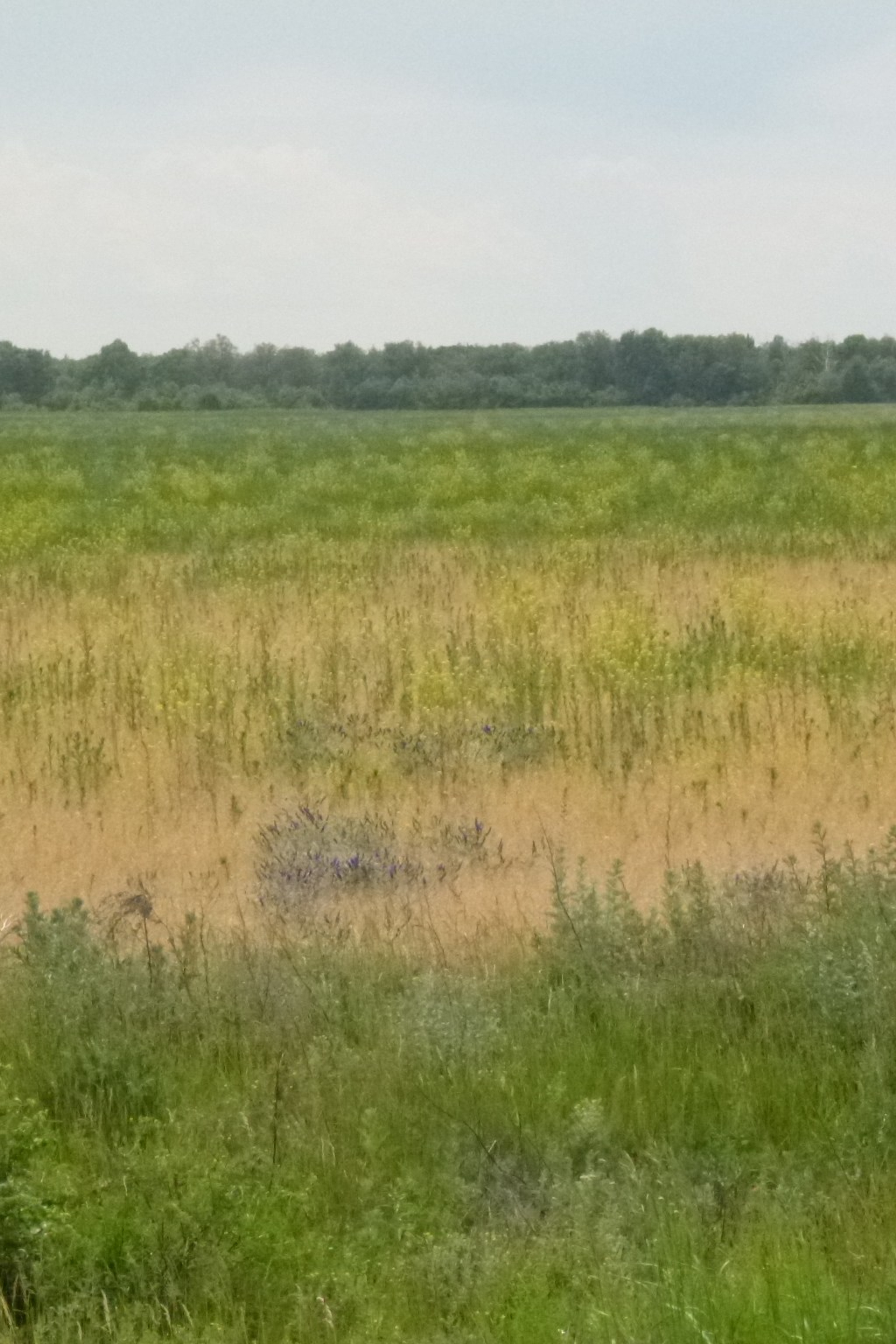 Р. Рождественский. Matryoshka64