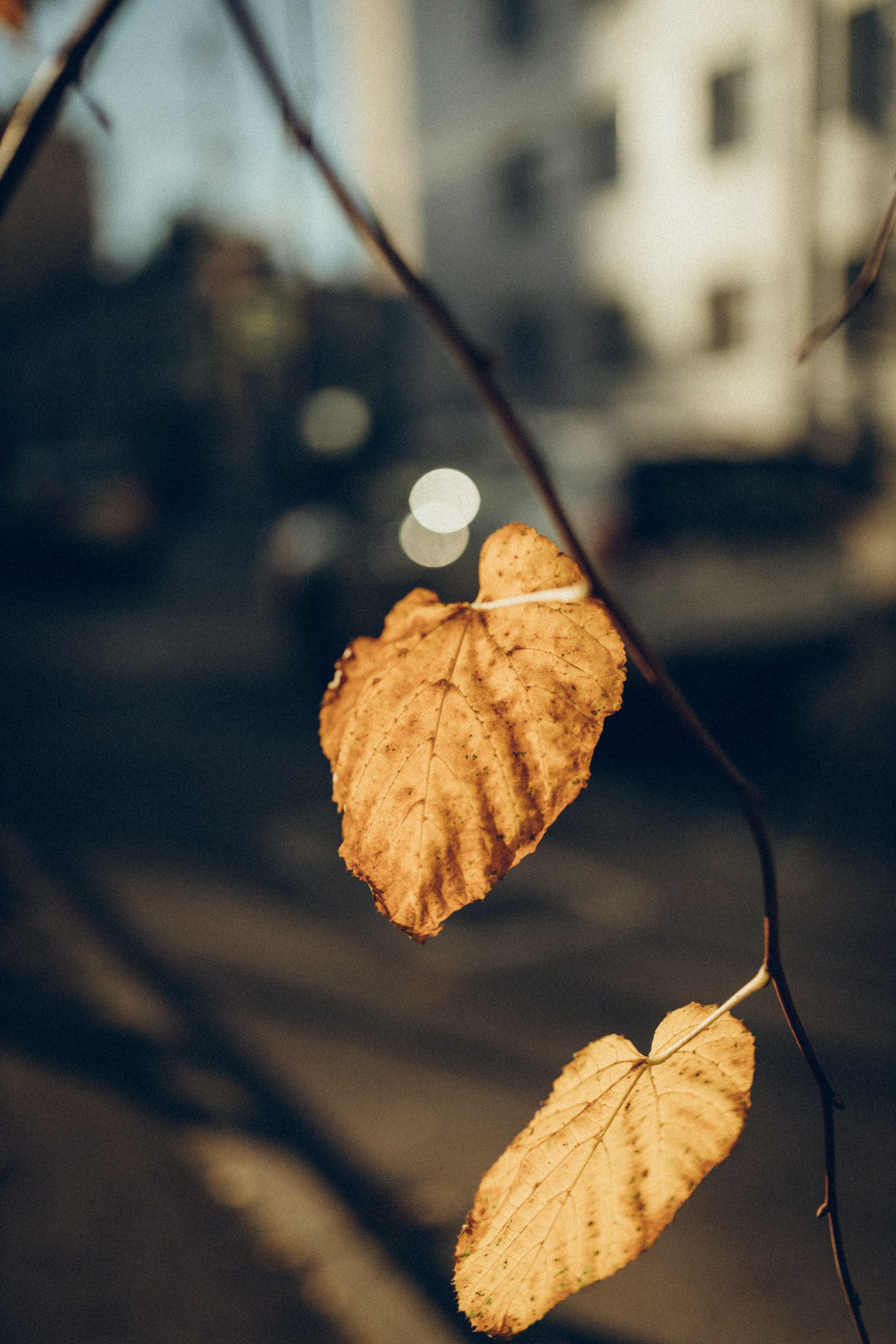 Love story. Семейный фотограф и фотограф на роды в Ростове-на-Дону Мухина Виктория