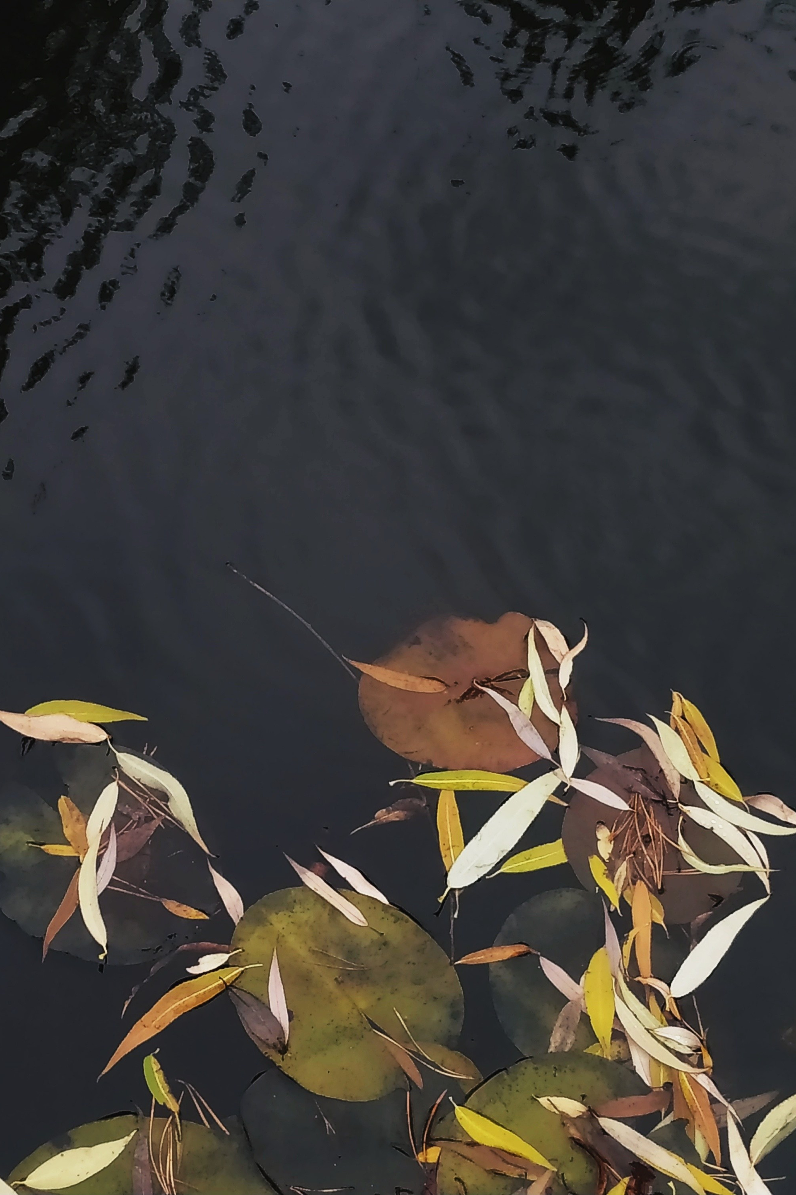 Лилия осень I