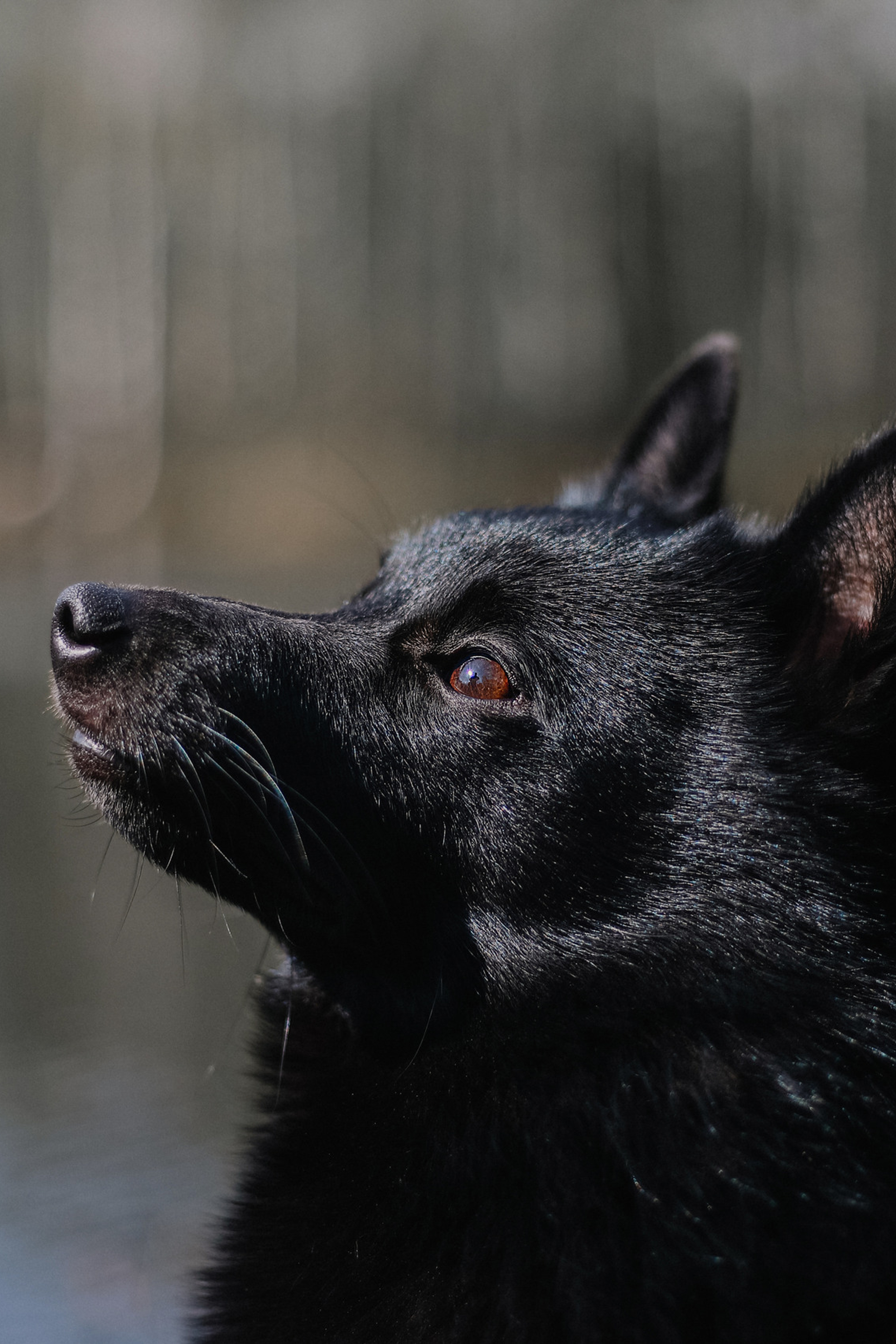 Отзывы. Фотограф- анималист Санкт-Петербург