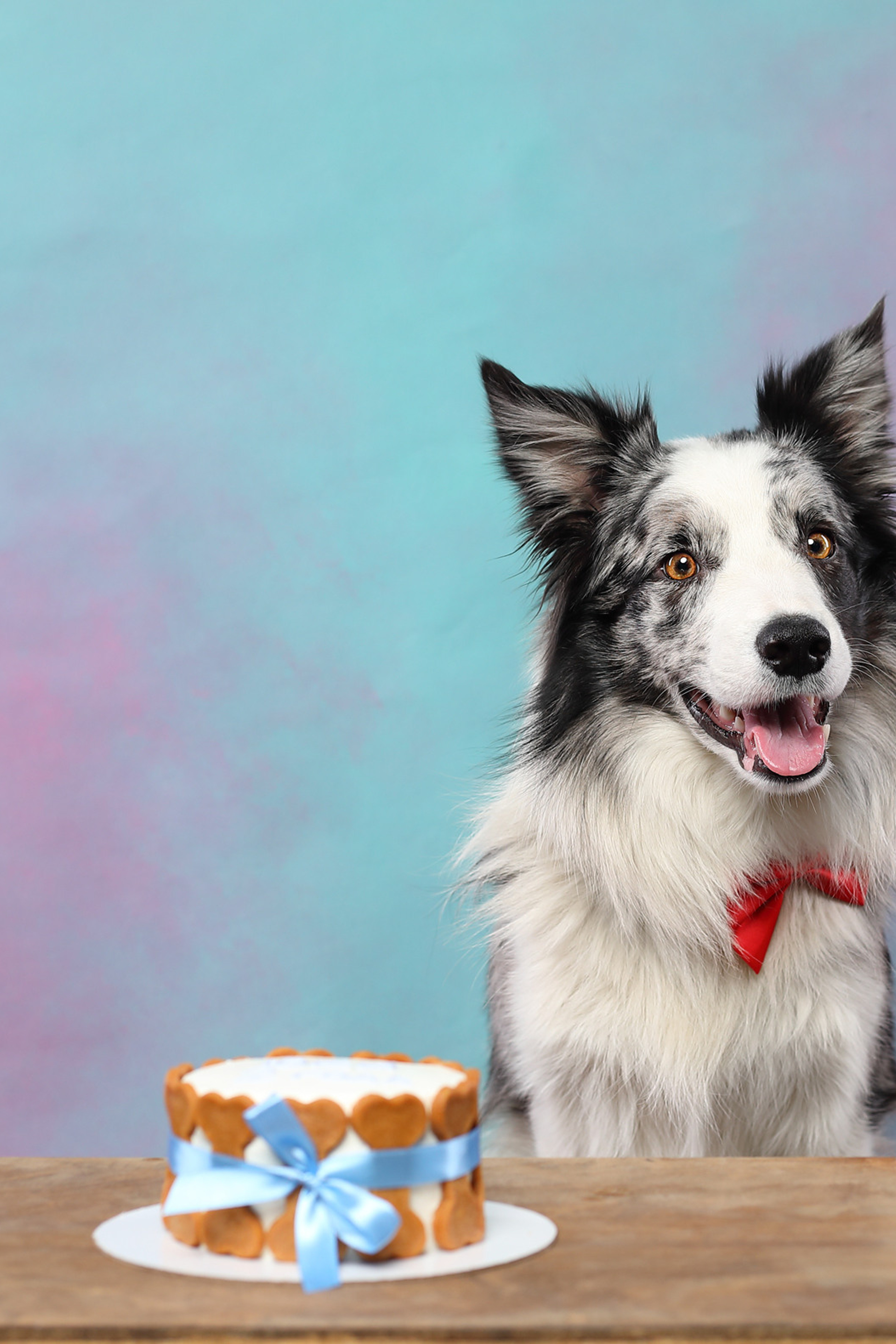 Отзывы. Фотограф- анималист Санкт-Петербург