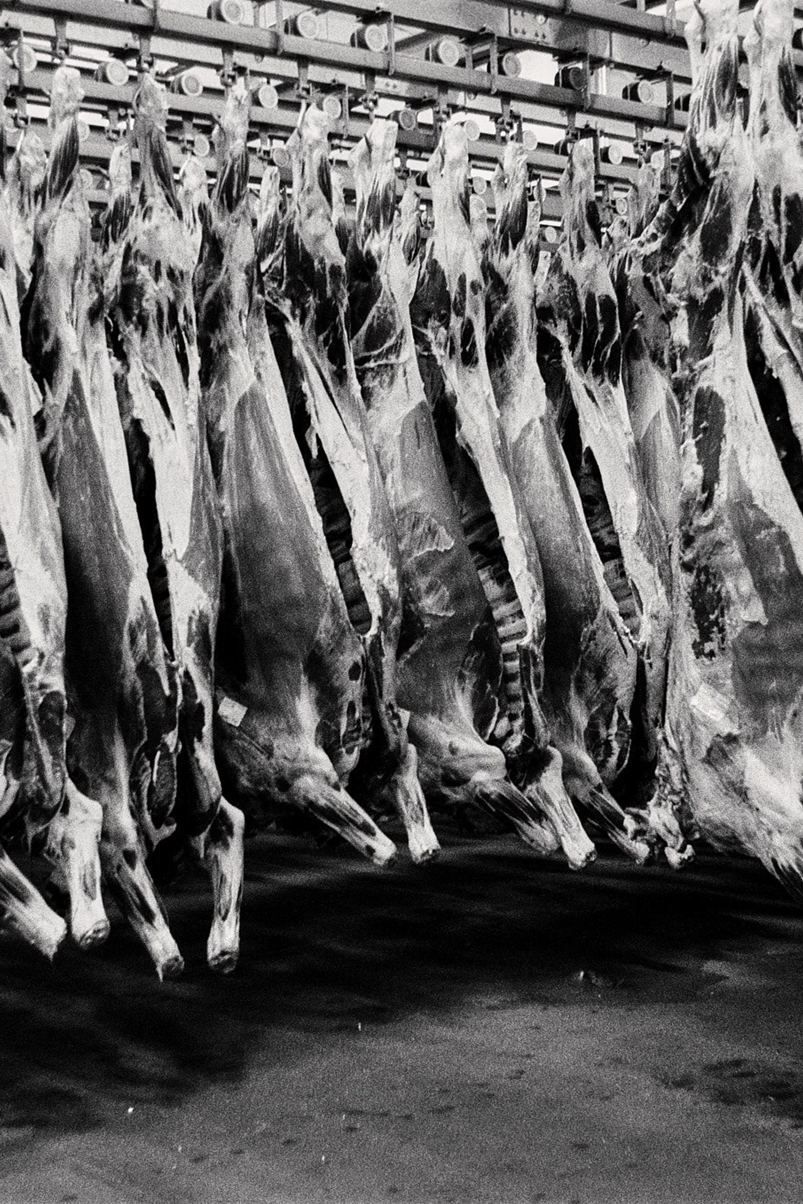 Другой Павел Поцелуев — плёночная фотография и мастерство мясного дела