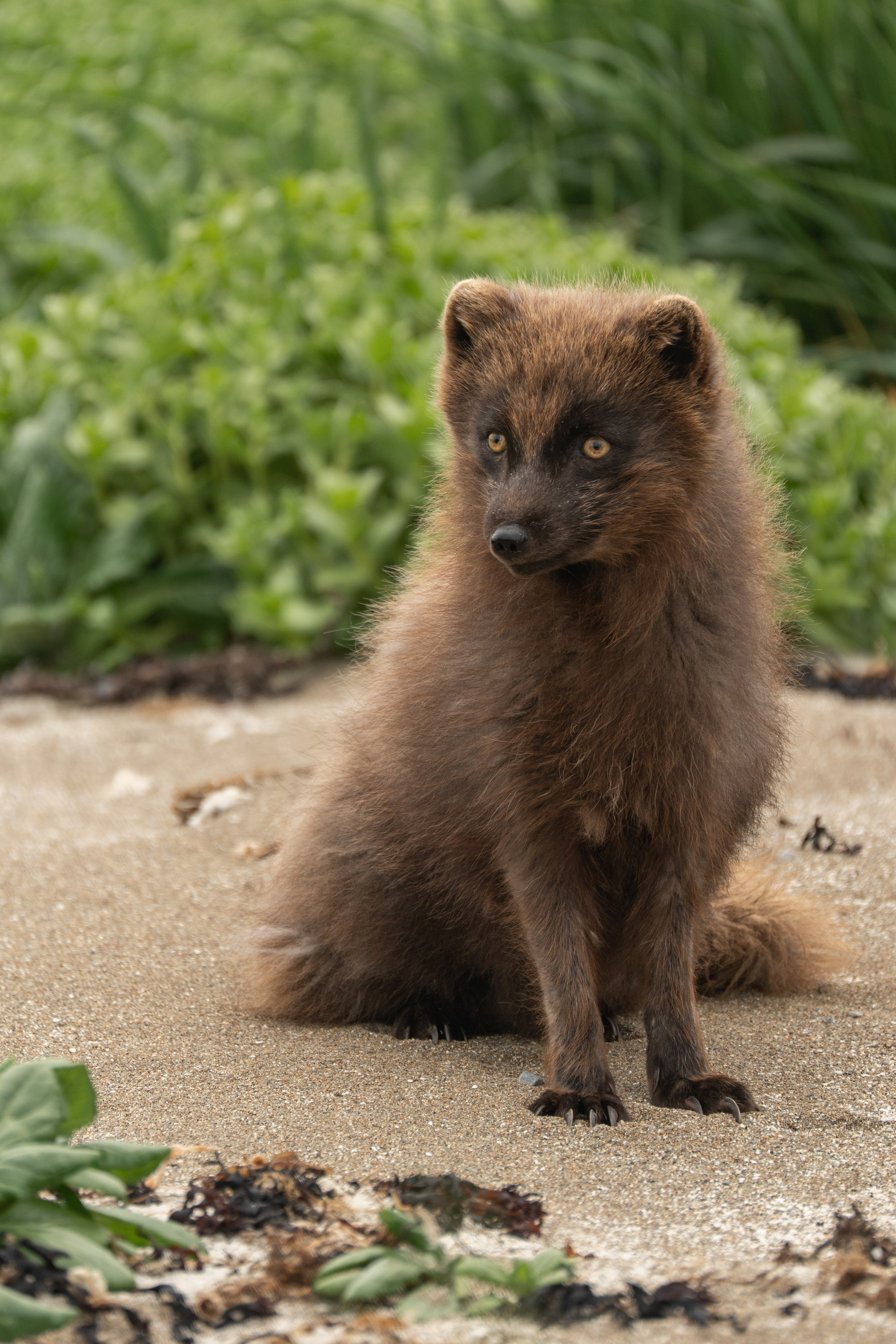 Северные Курильские острова