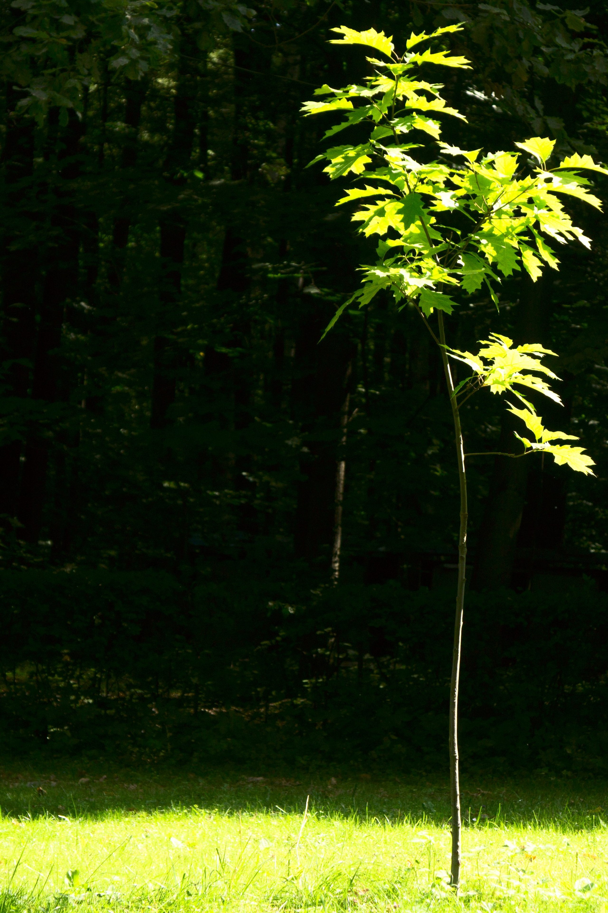 Портрет дерева