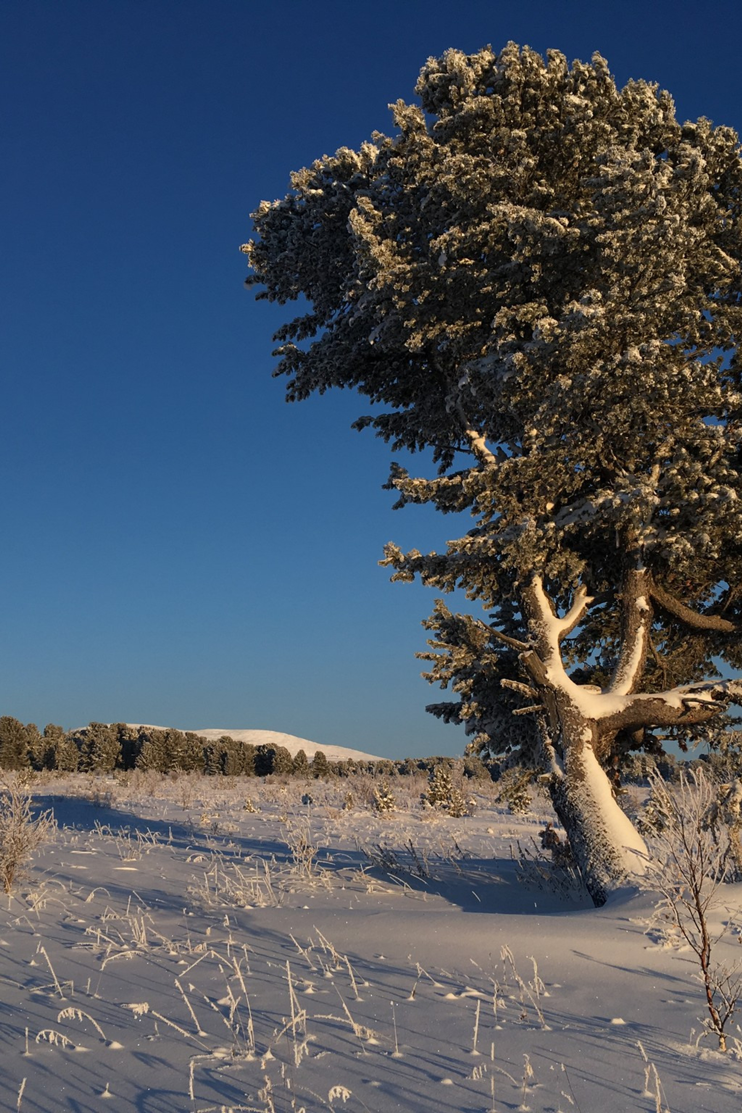 Семинский перевал