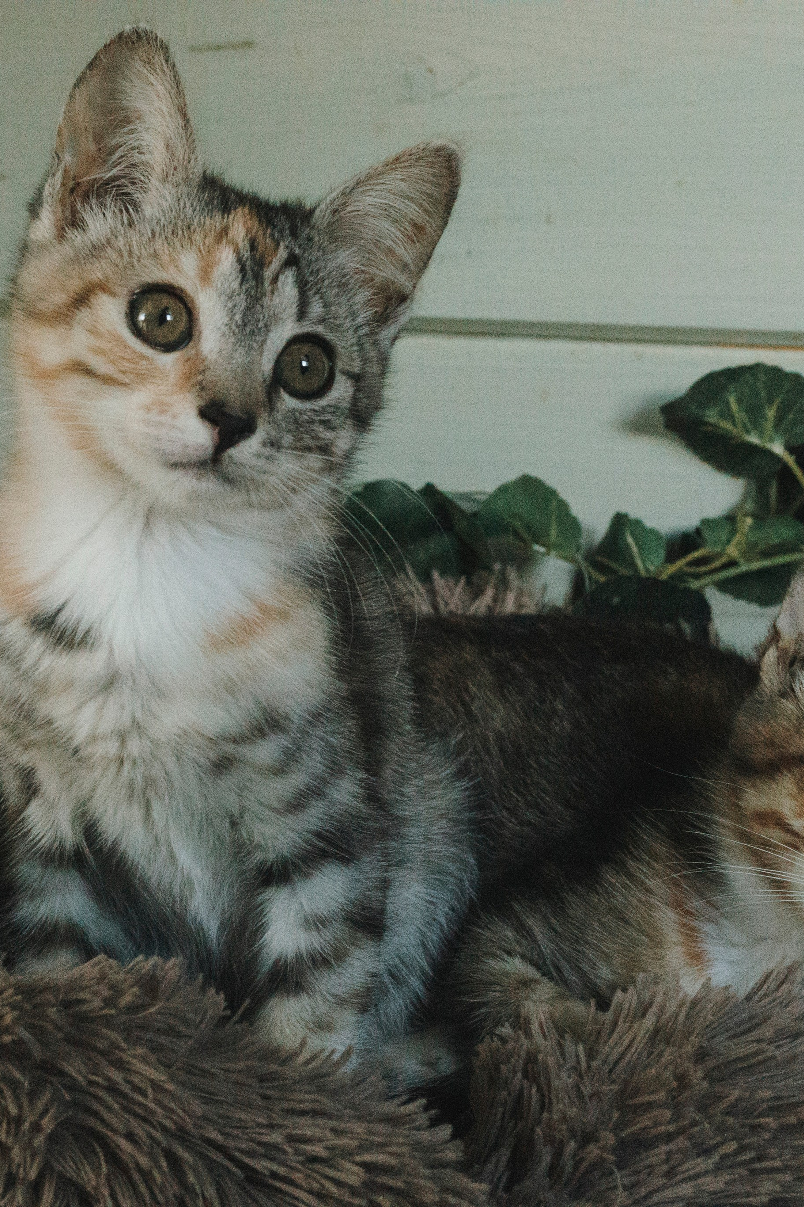 Котики