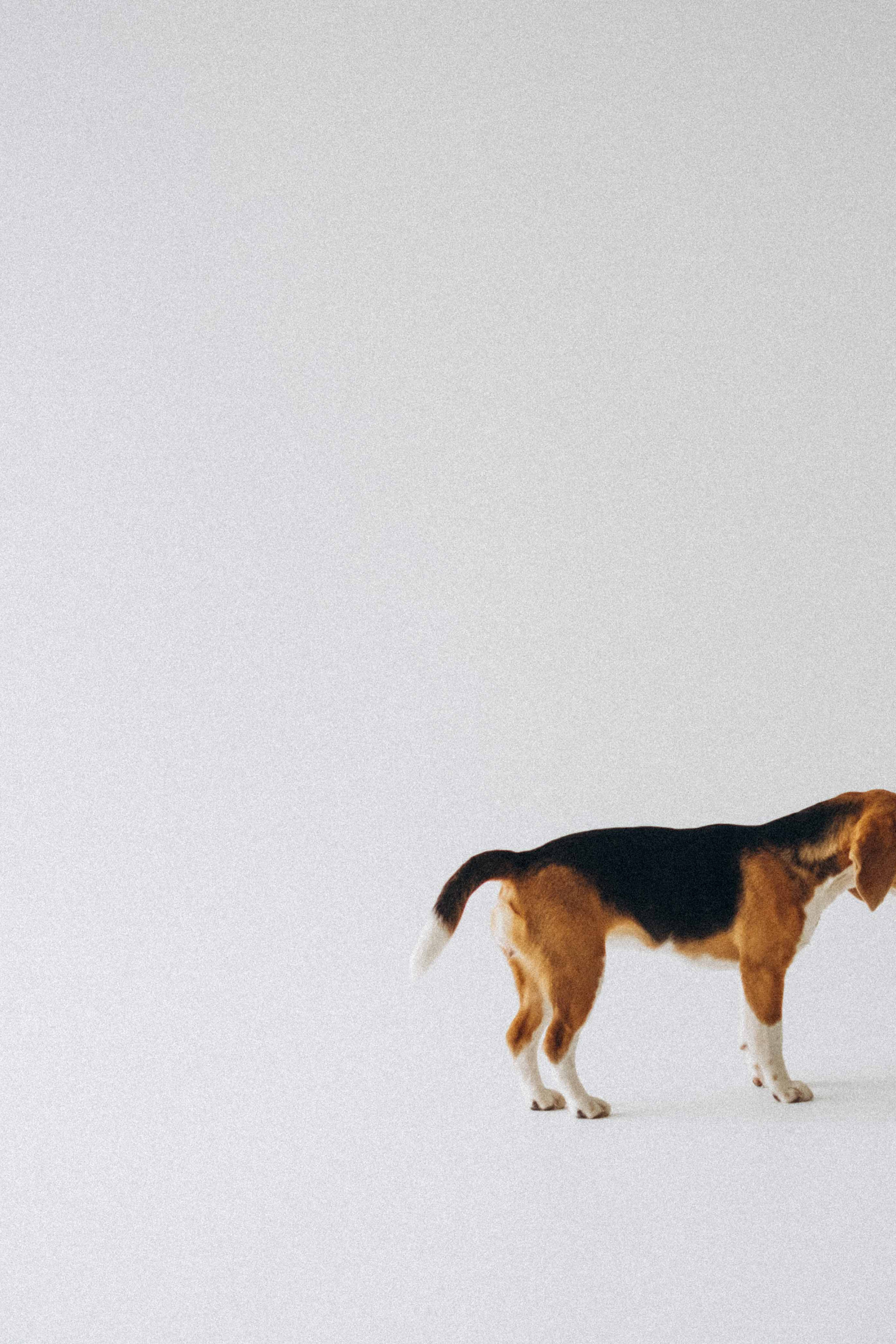 Отзывы. Семейный фотограф и анималист в Москве Анна Иванова