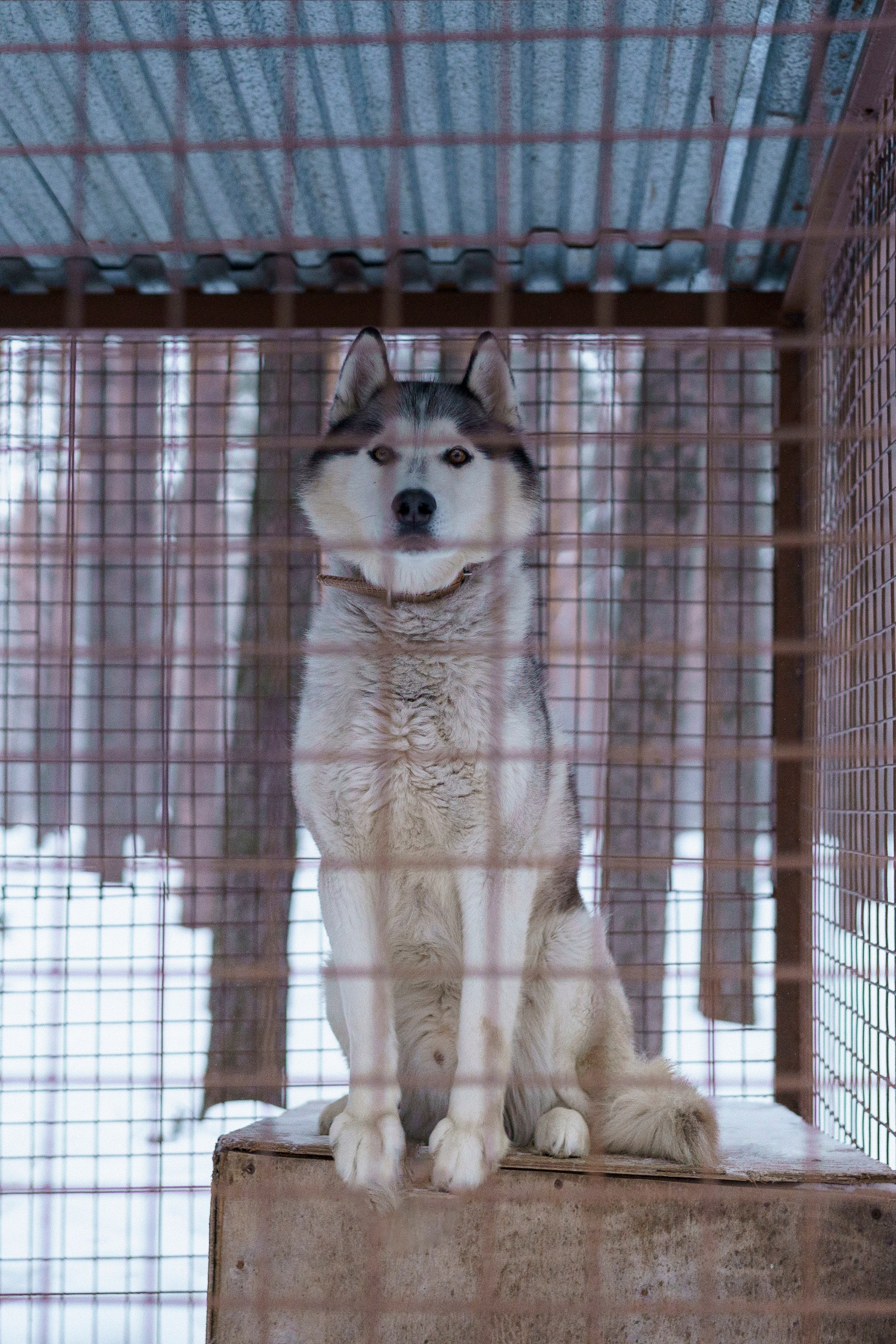 Свадебный и Женский фотограф в г. Кемерово