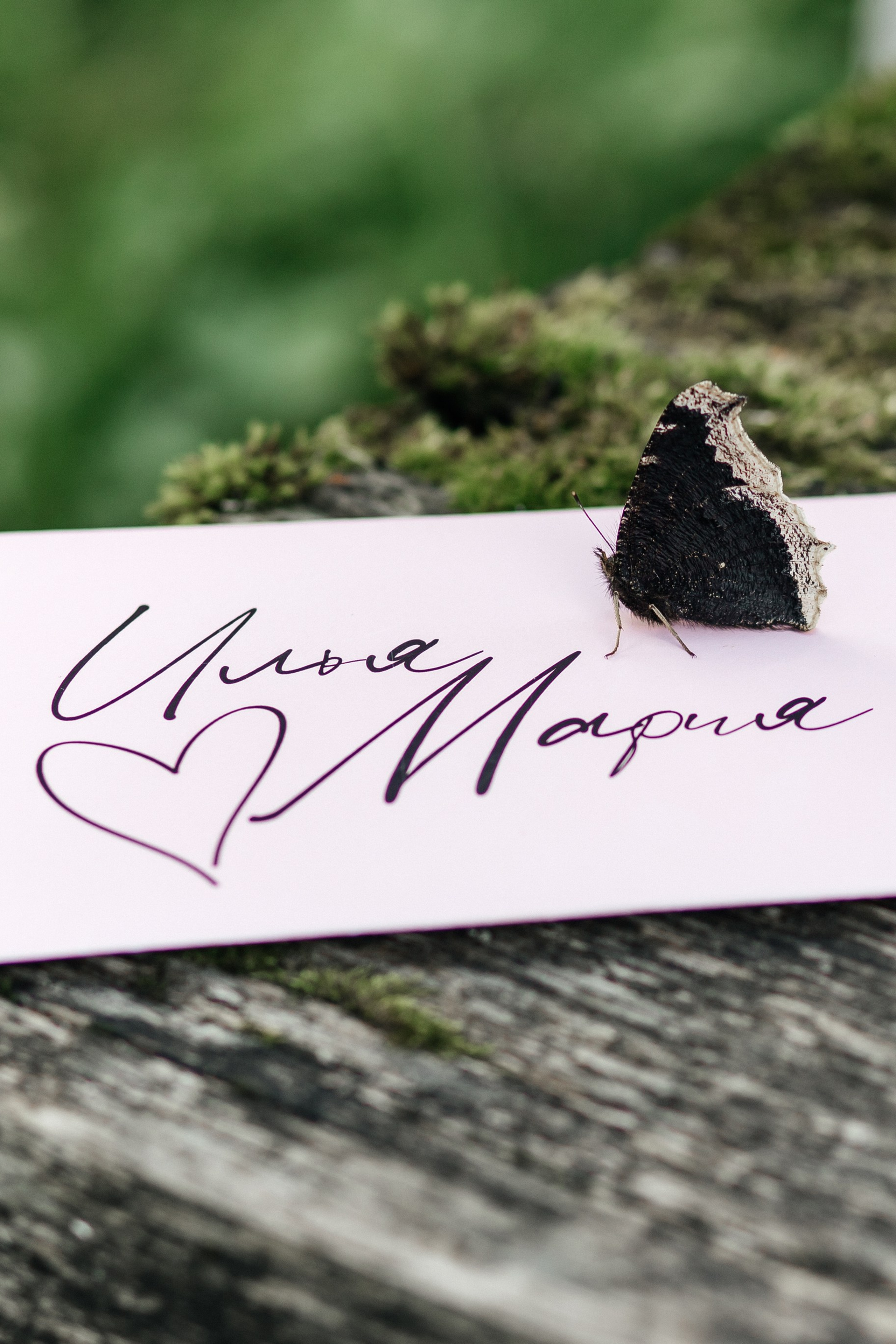 Портфолио. Свадебный фотограф Настя Шелл г. Череповец