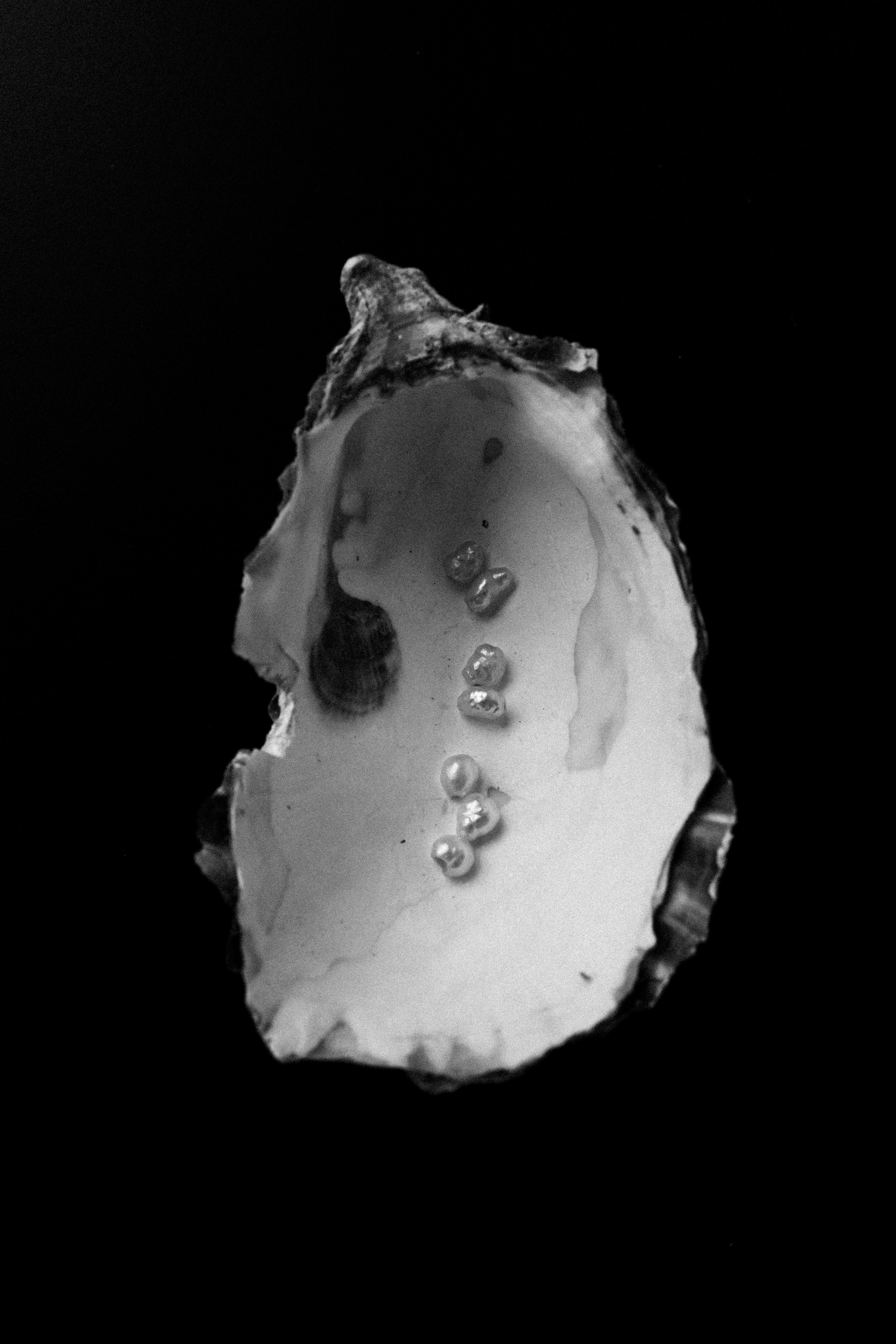 STILL LIFE. Elizaveta Khlebnikova Photographer