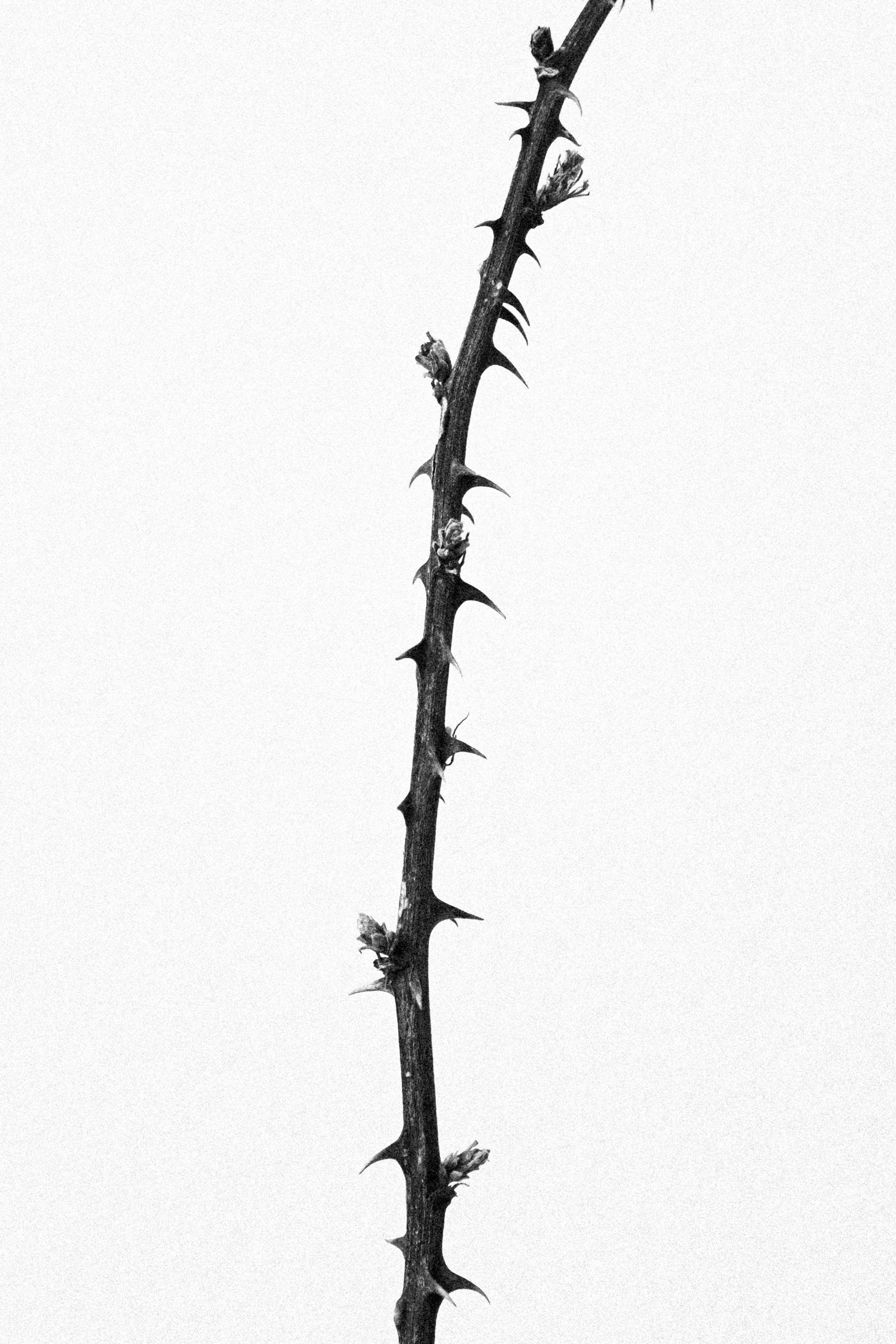 STILL LIFE. Elizaveta Khlebnikova Photographer