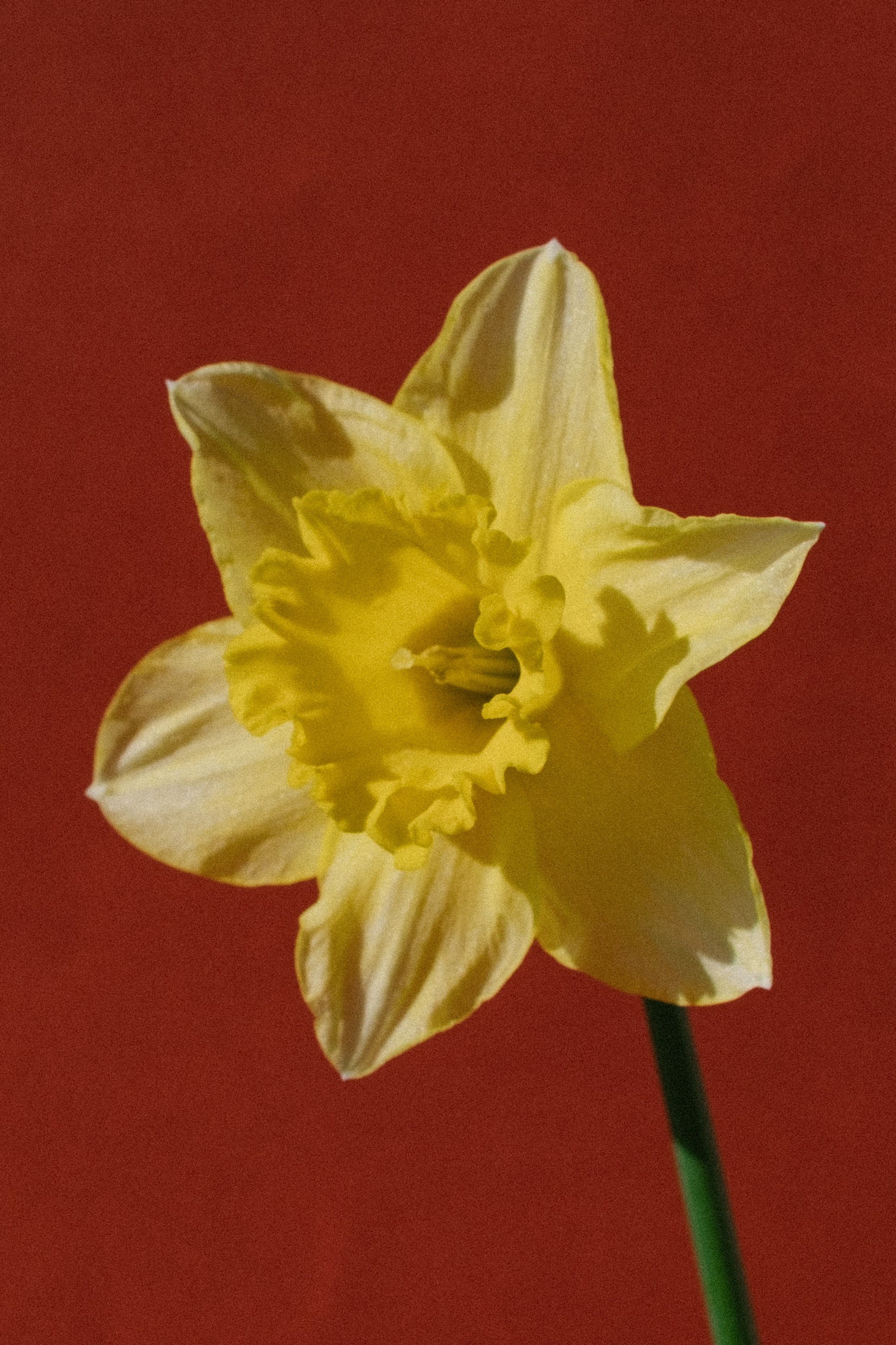 STILL LIFE. Elizaveta Khlebnikova Photographer