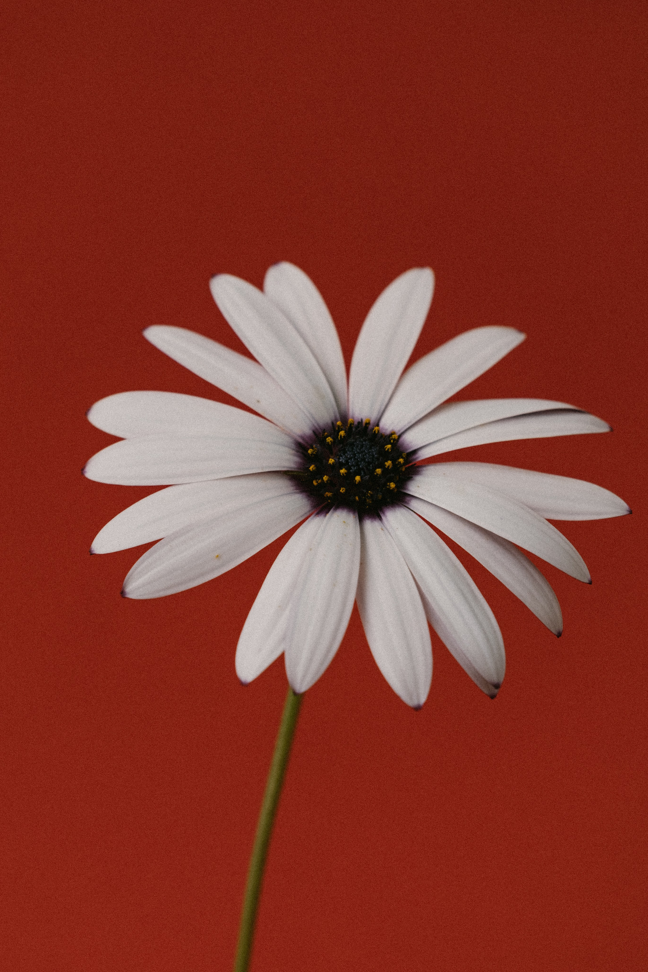 STILL LIFE. Elizaveta Khlebnikova Photographer