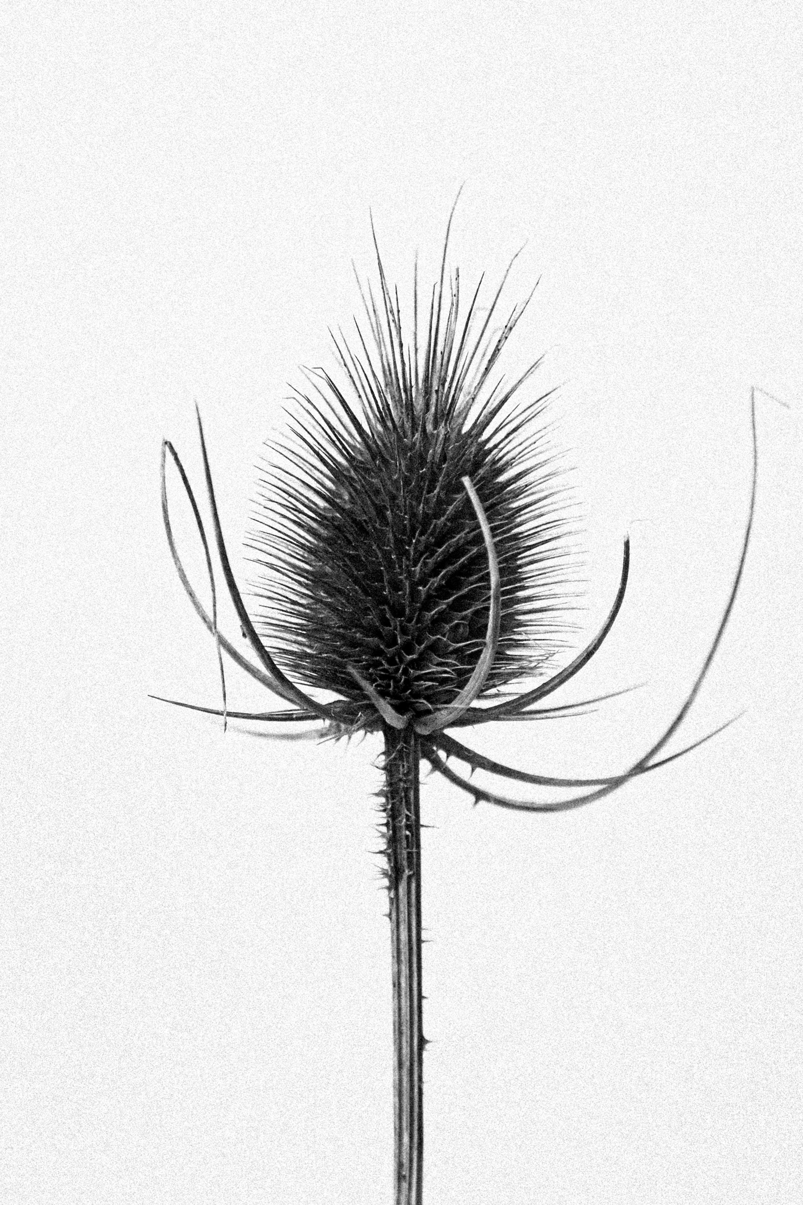 STILL LIFE. Elizaveta Khlebnikova Photographer