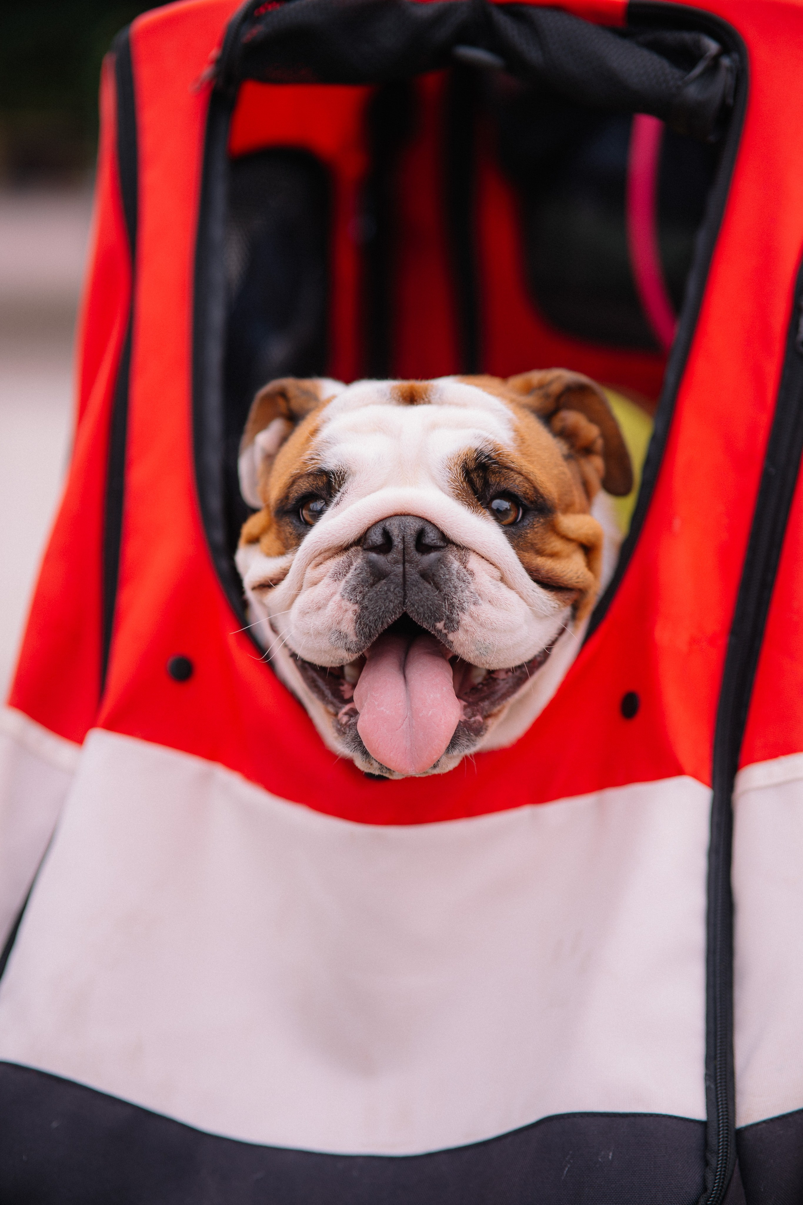 ЛАПКИ ТАПКИ ФЕСТ