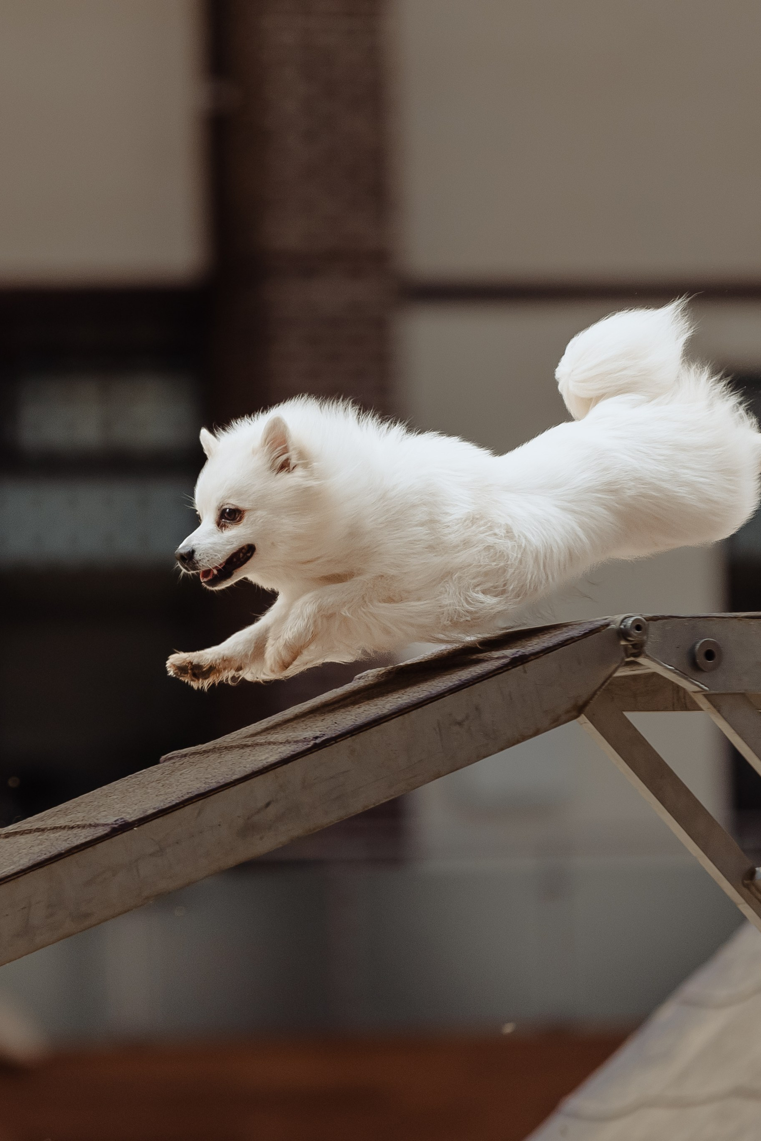 Фото-Истории. Фотограф Анималист Екатерина Справцева в Нижнем Новгороде