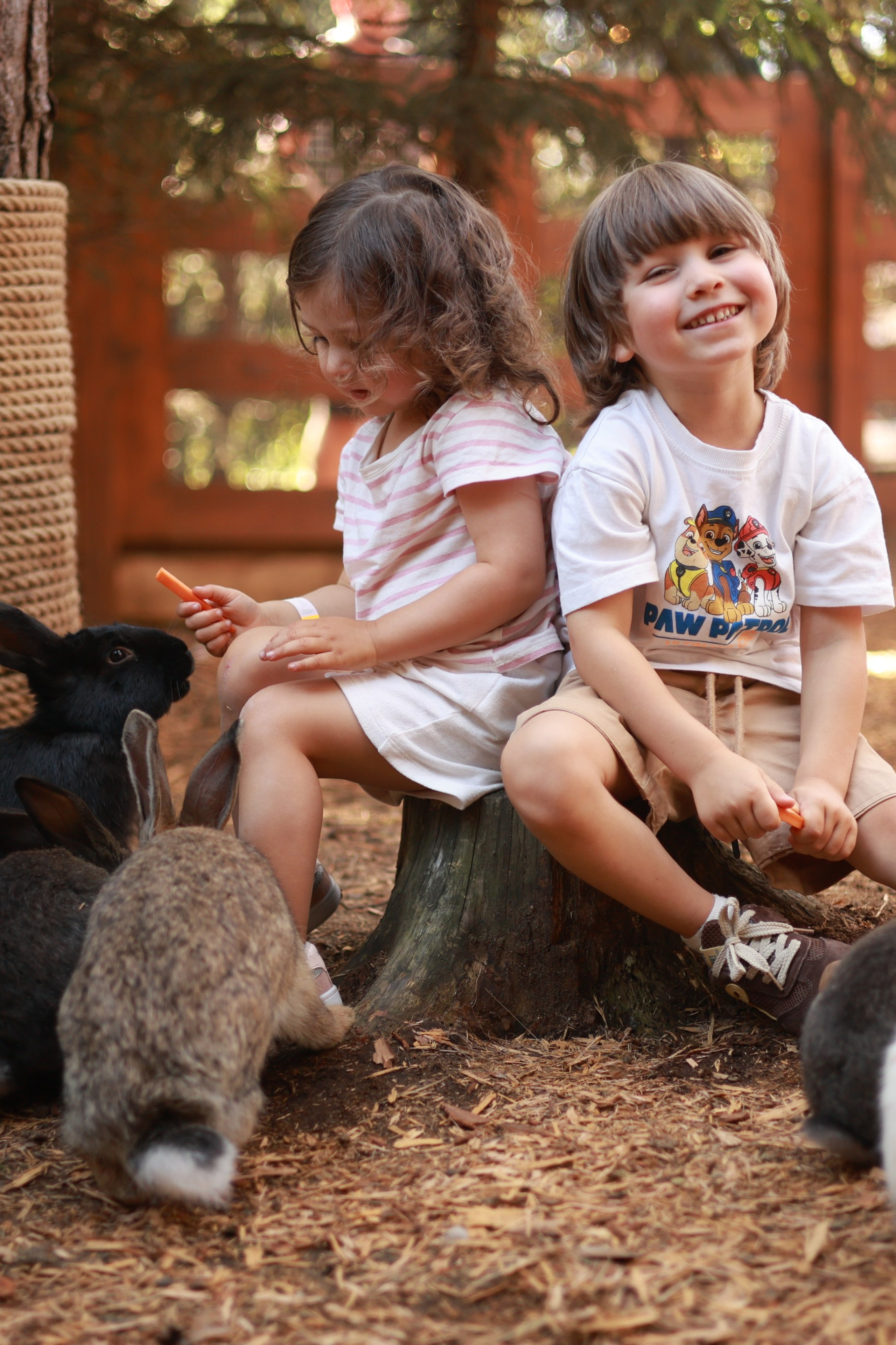 Парк альпак