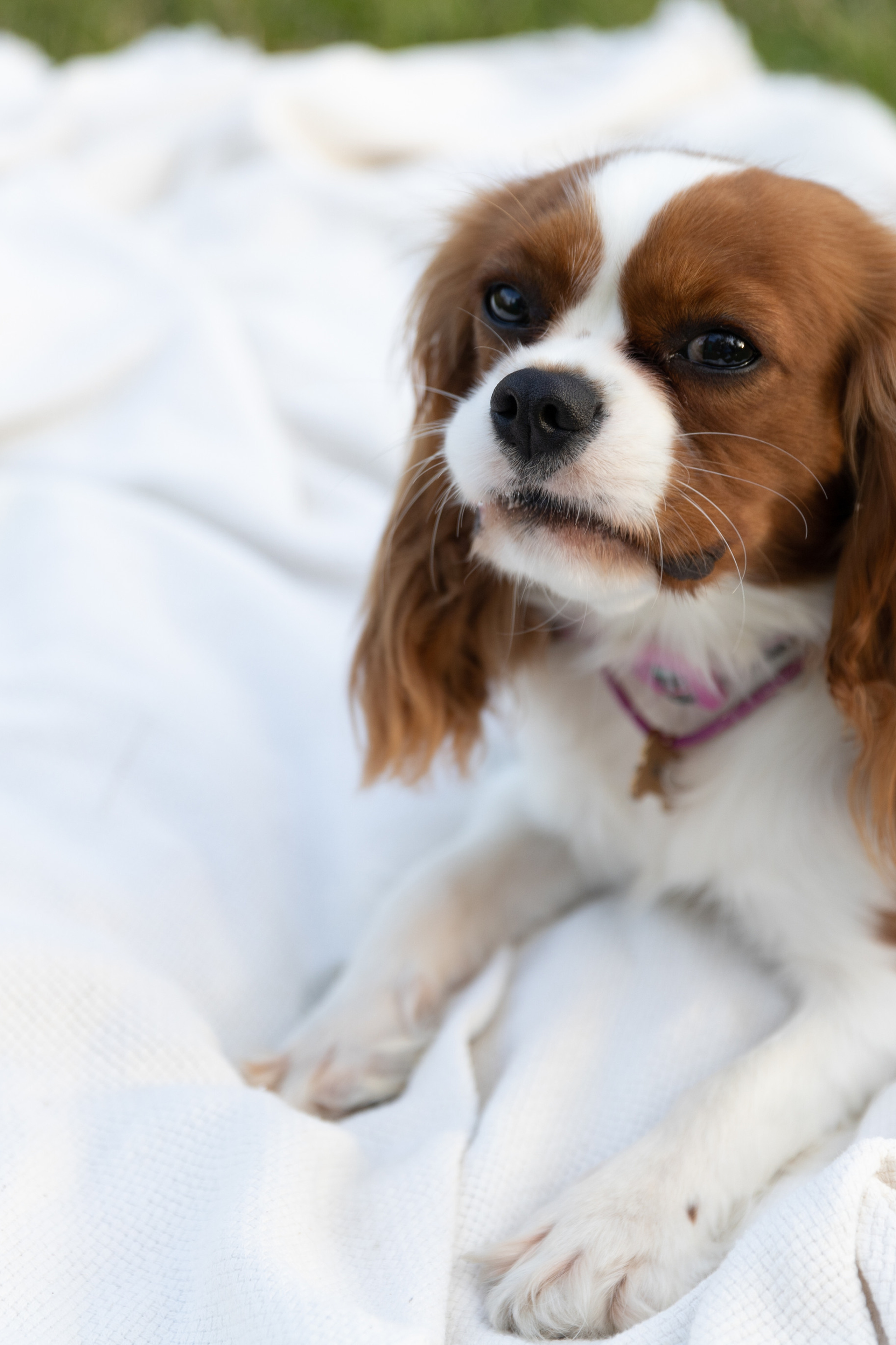Отзывы. Семейный и детский фотограф В Москве Антония Ромащенко