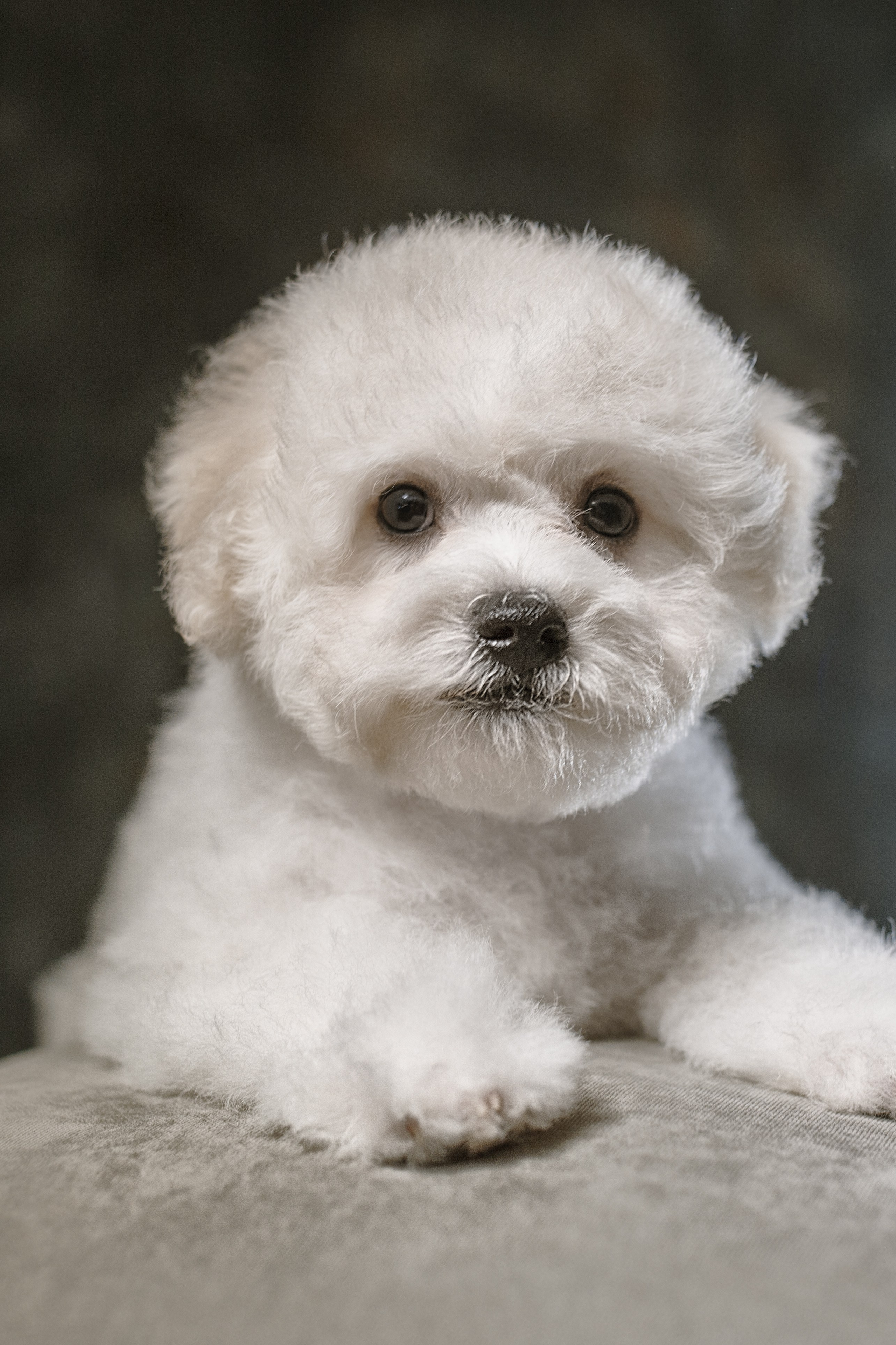 Новости. Студия груминга Валерии Кравец