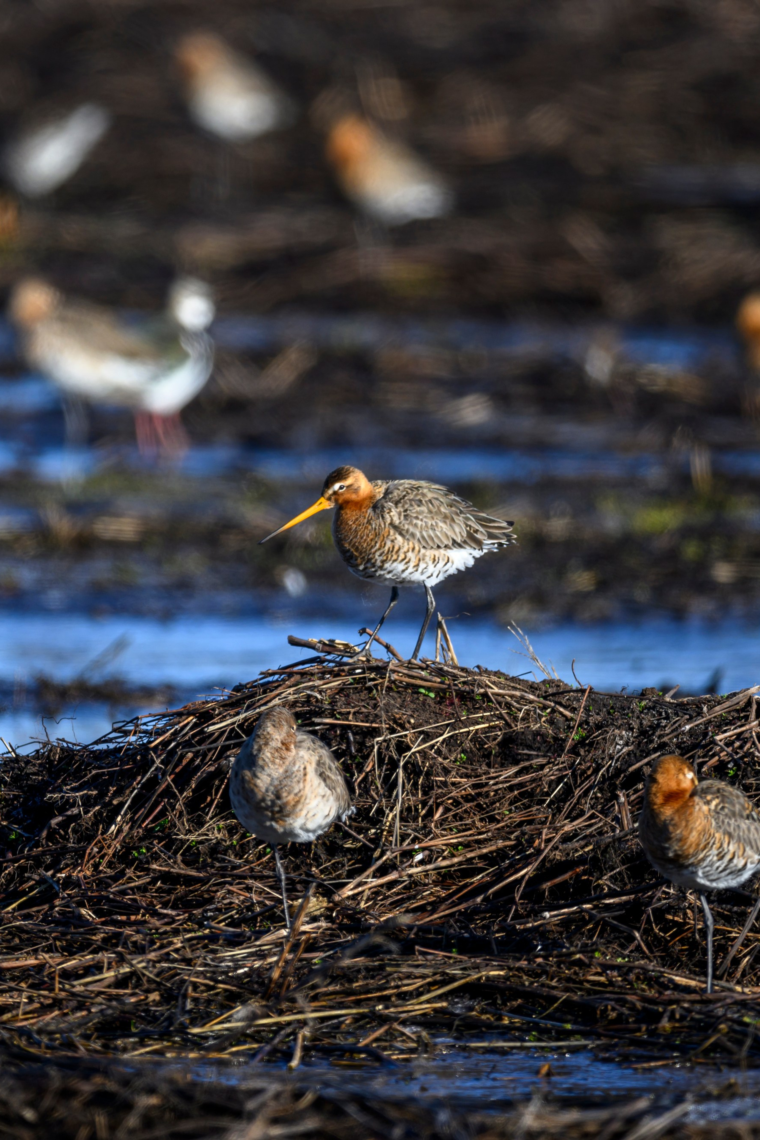 Мандаринки. Фотограф Сергей Пупонин