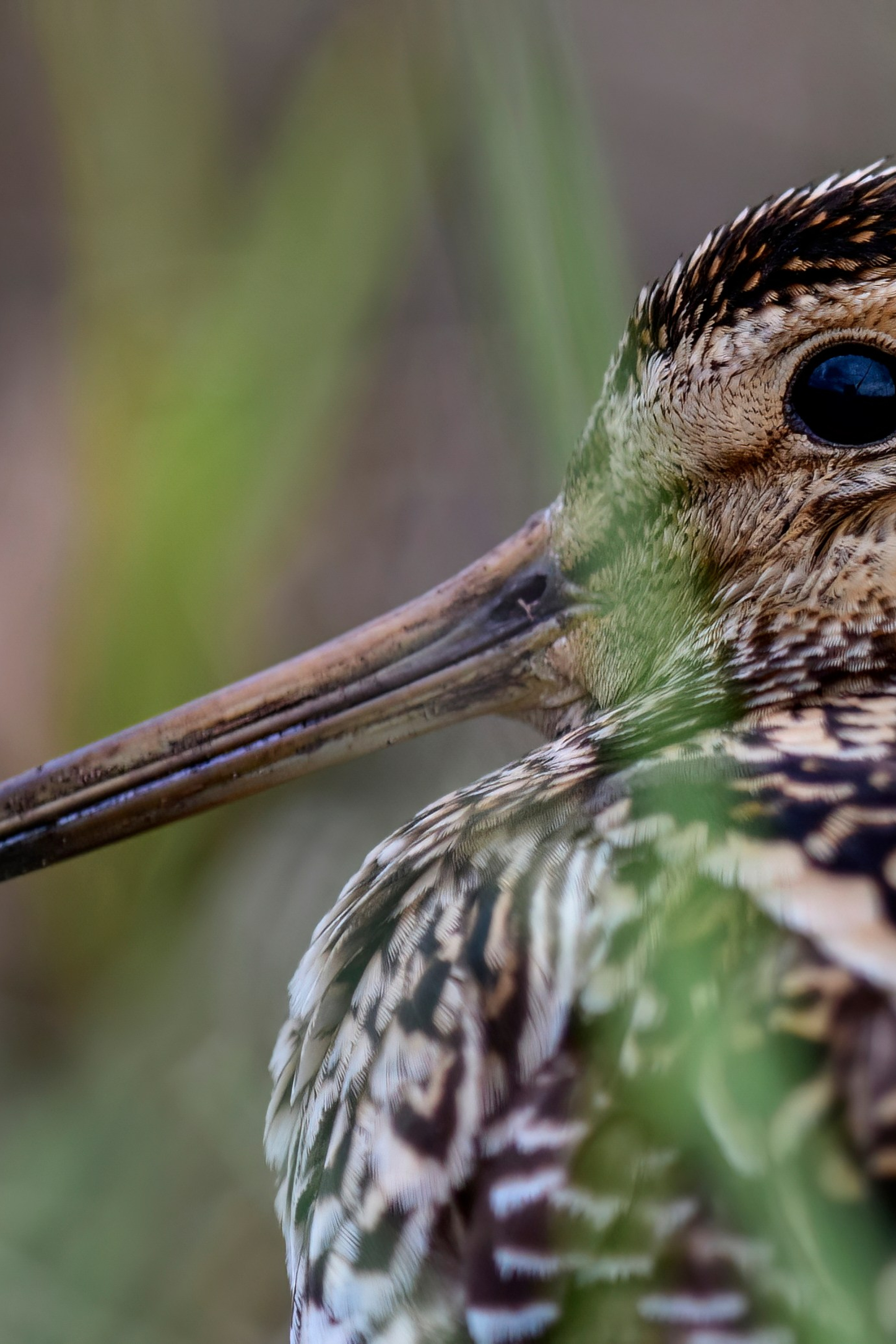 Луговой лунь. Фотограф Сергей Пупонин